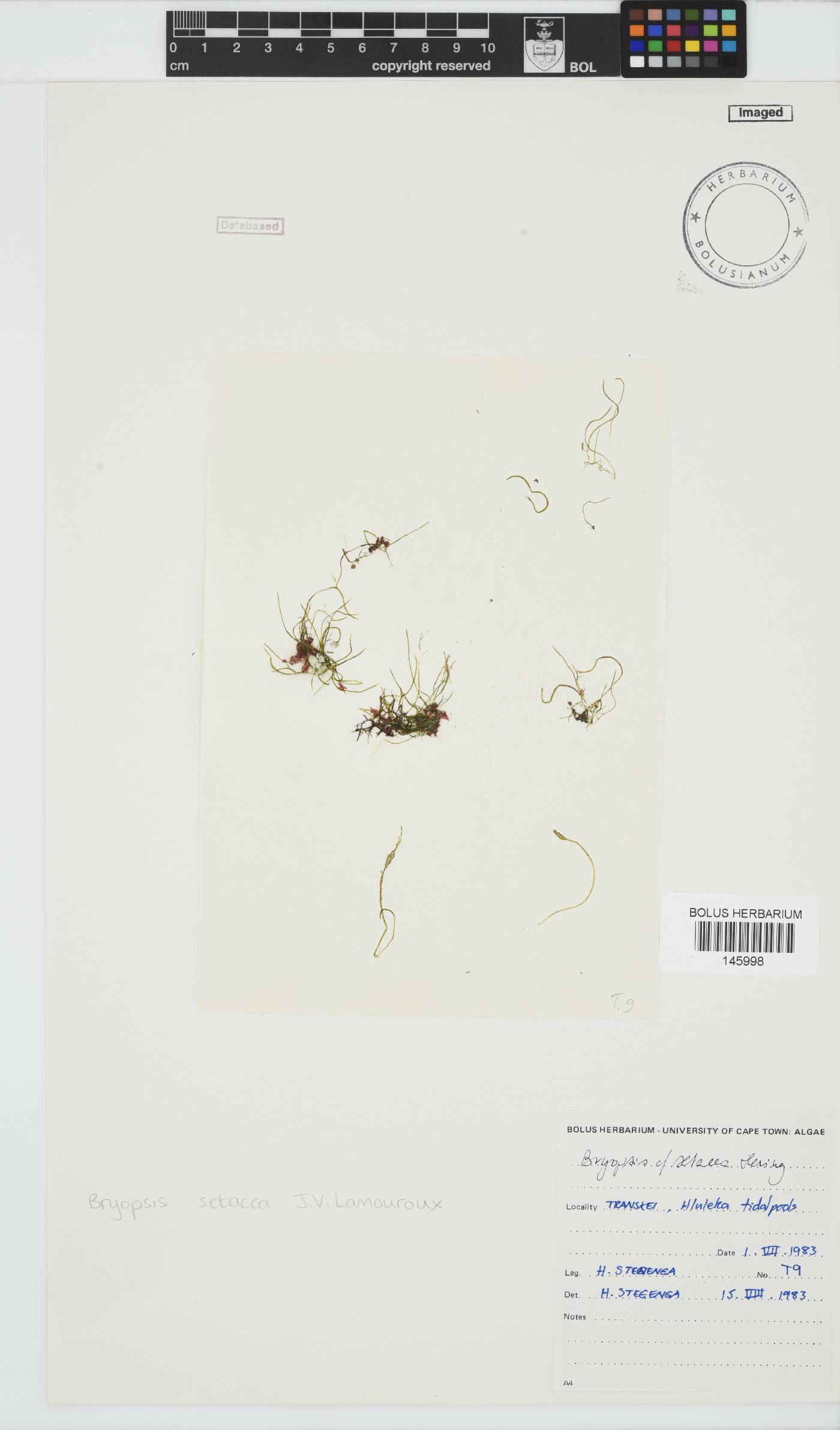 Bryopsis setacea image