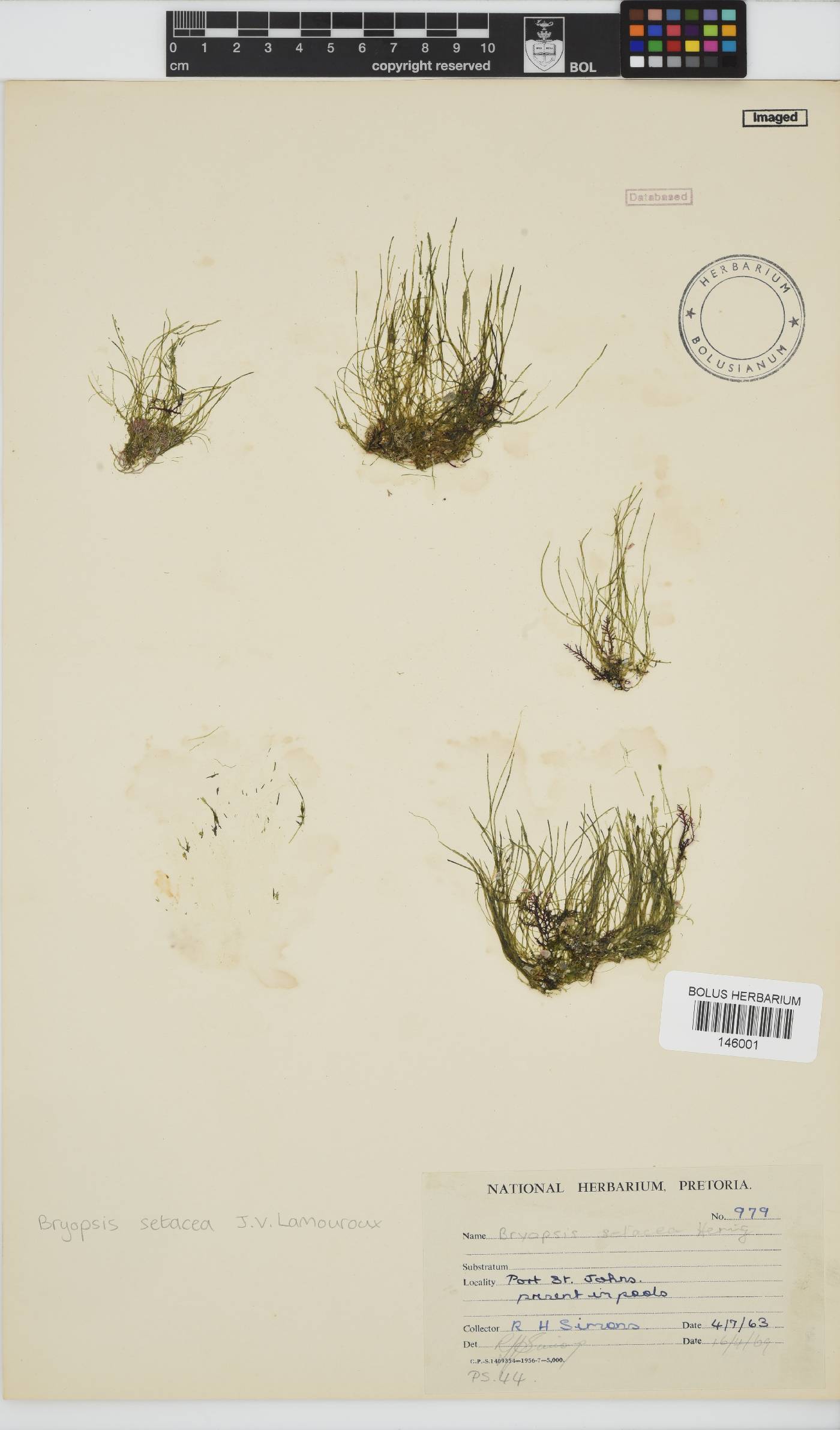 Bryopsis setacea image