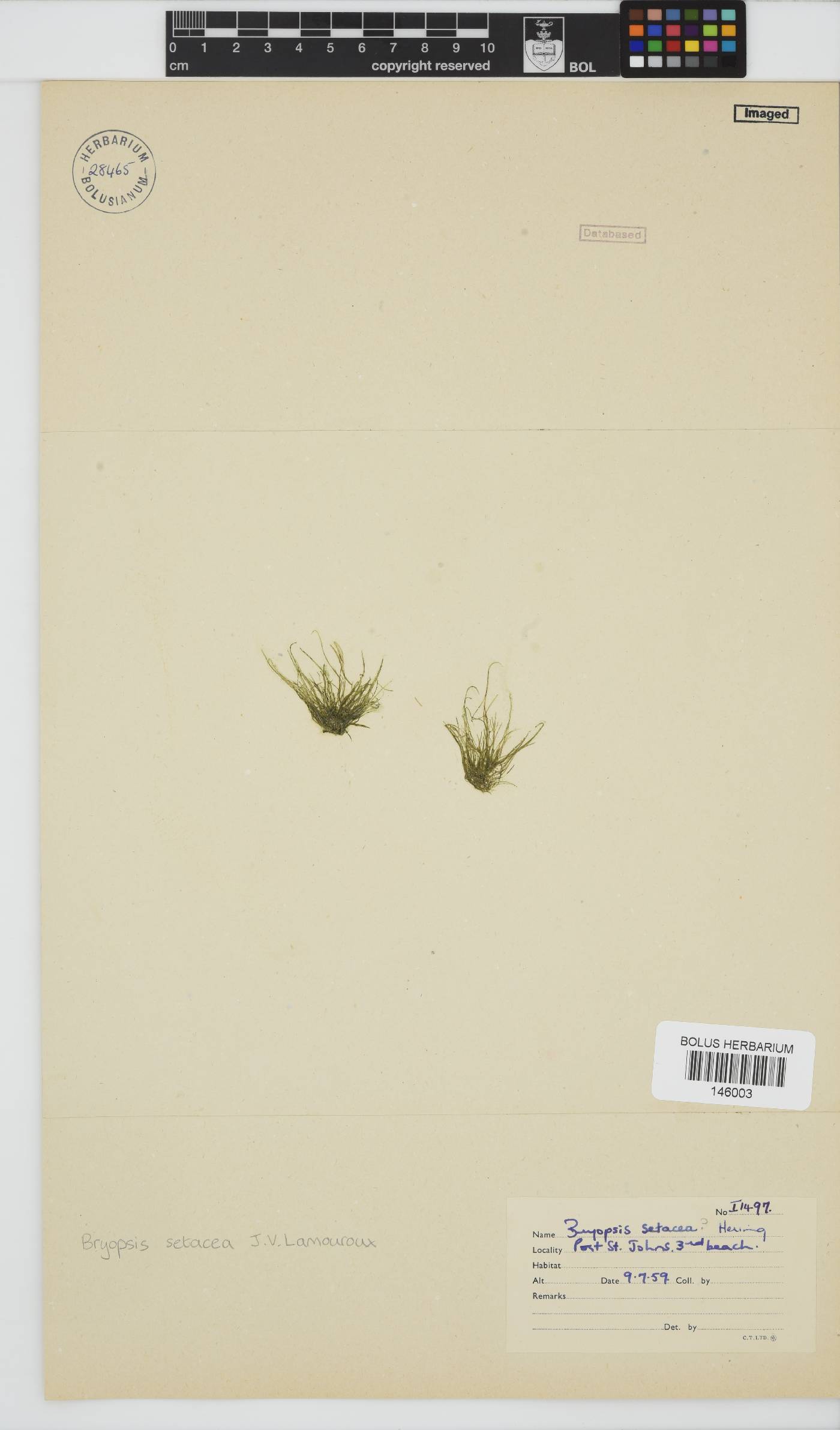 Bryopsis setacea image