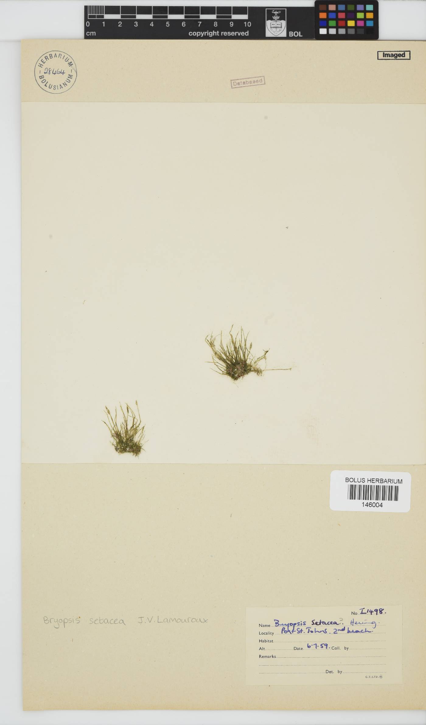 Bryopsis setacea image