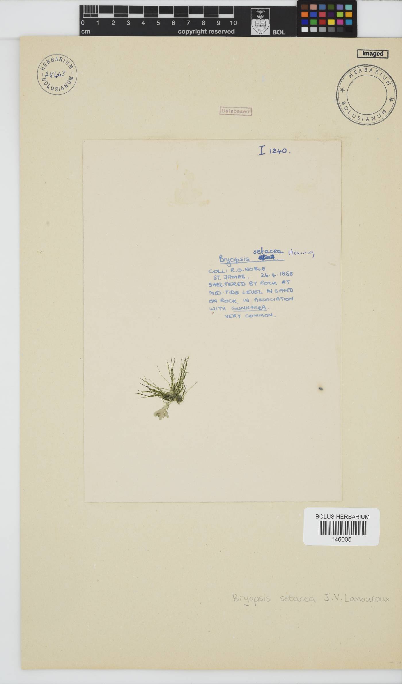 Bryopsis setacea image