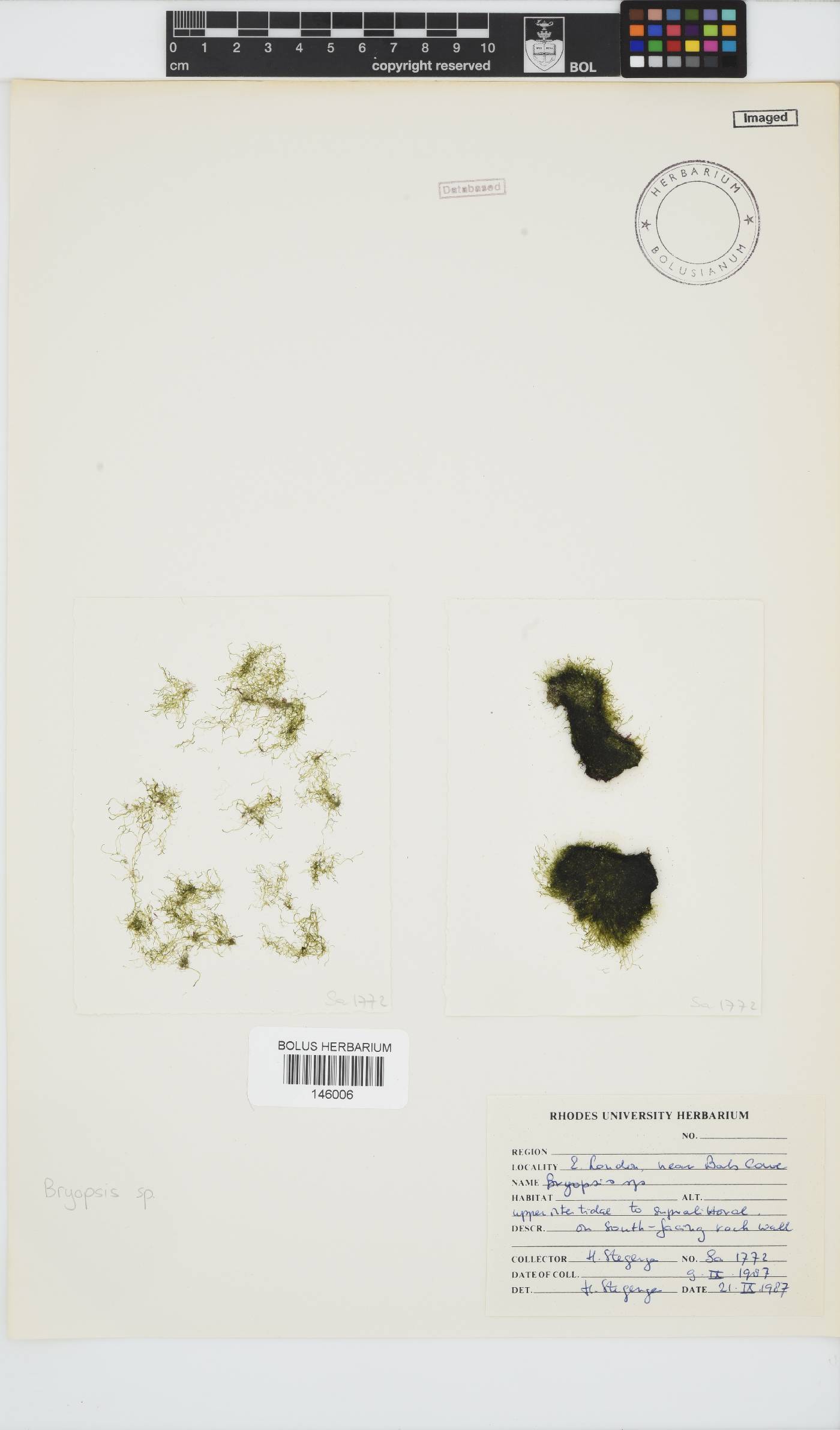 Bryopsis image