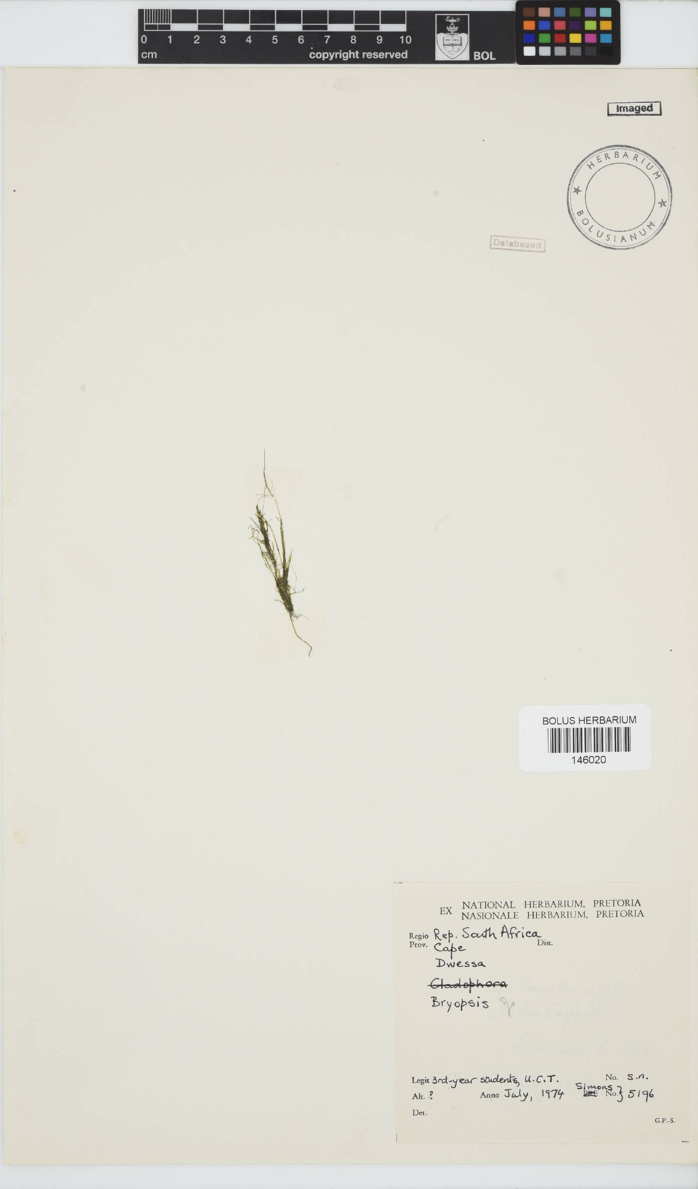 Bryopsis image