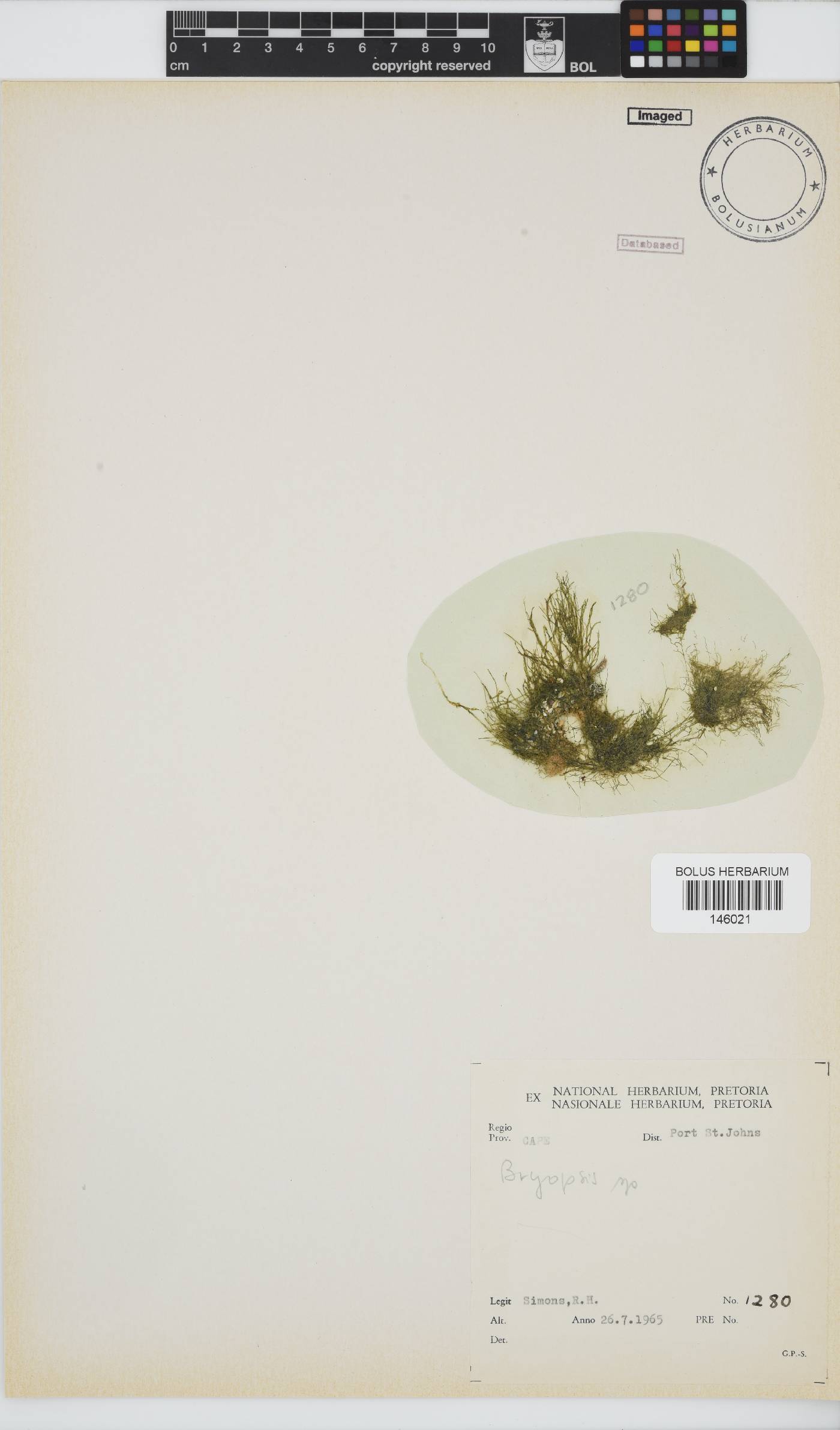 Bryopsis image