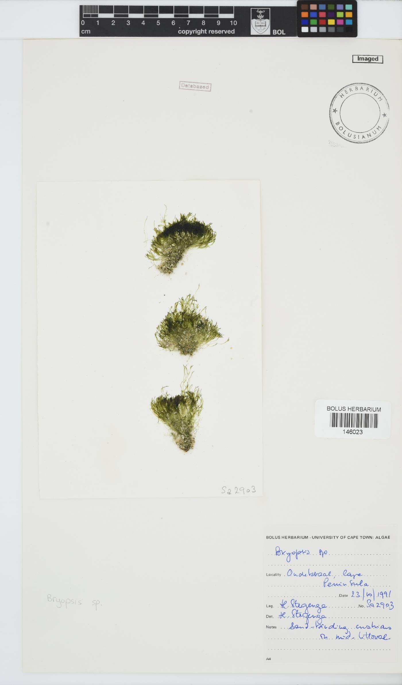Bryopsis image