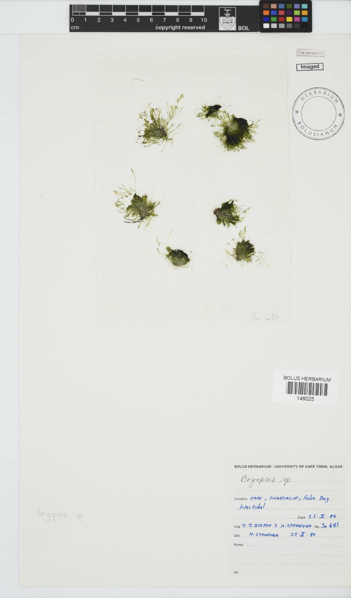 Bryopsis image