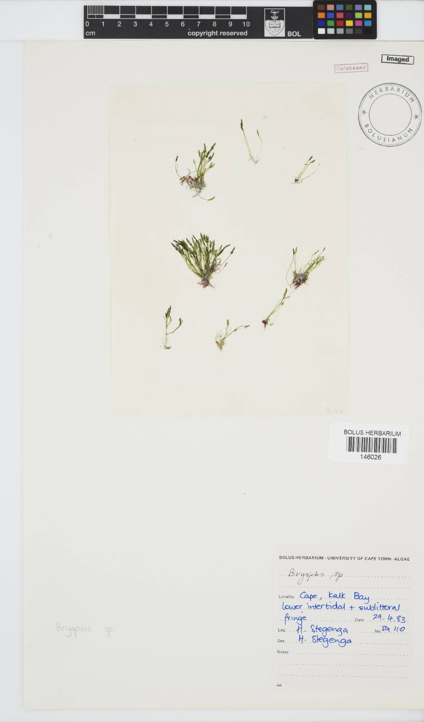 Bryopsis image