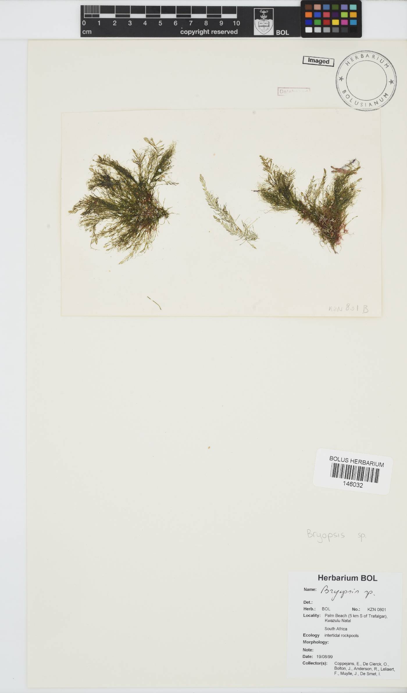 Bryopsidaceae image