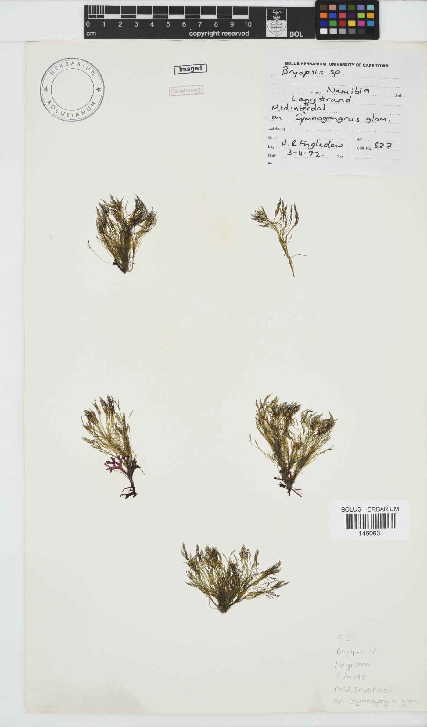 Bryopsis image