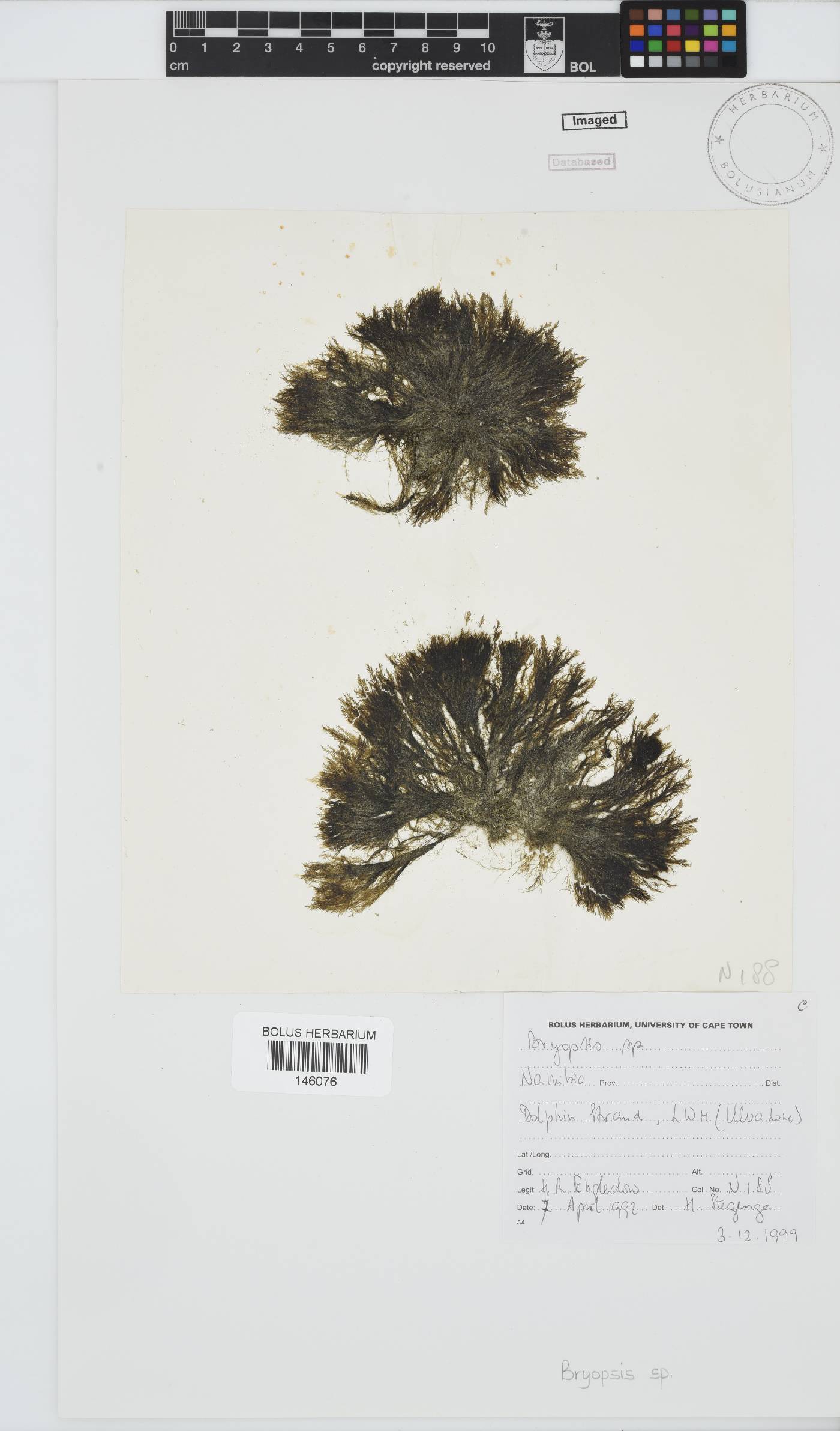 Bryopsis image