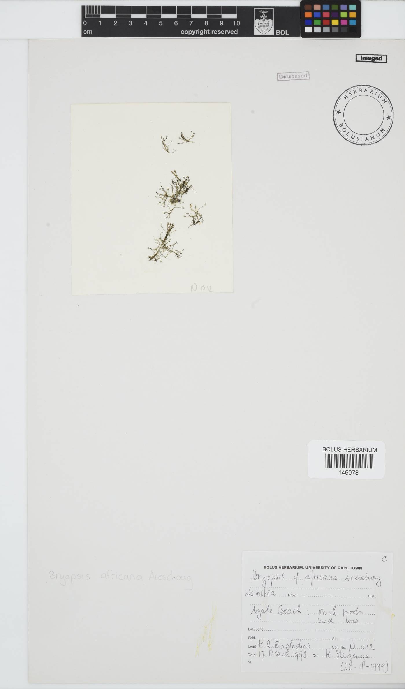 Bryopsidaceae image