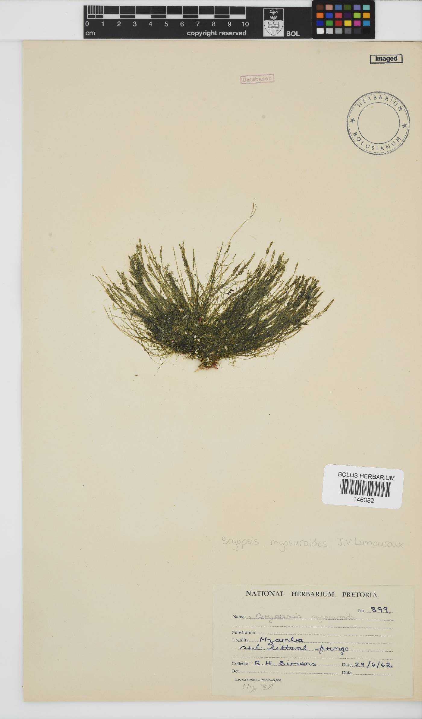 Bryopsis myosuroides image