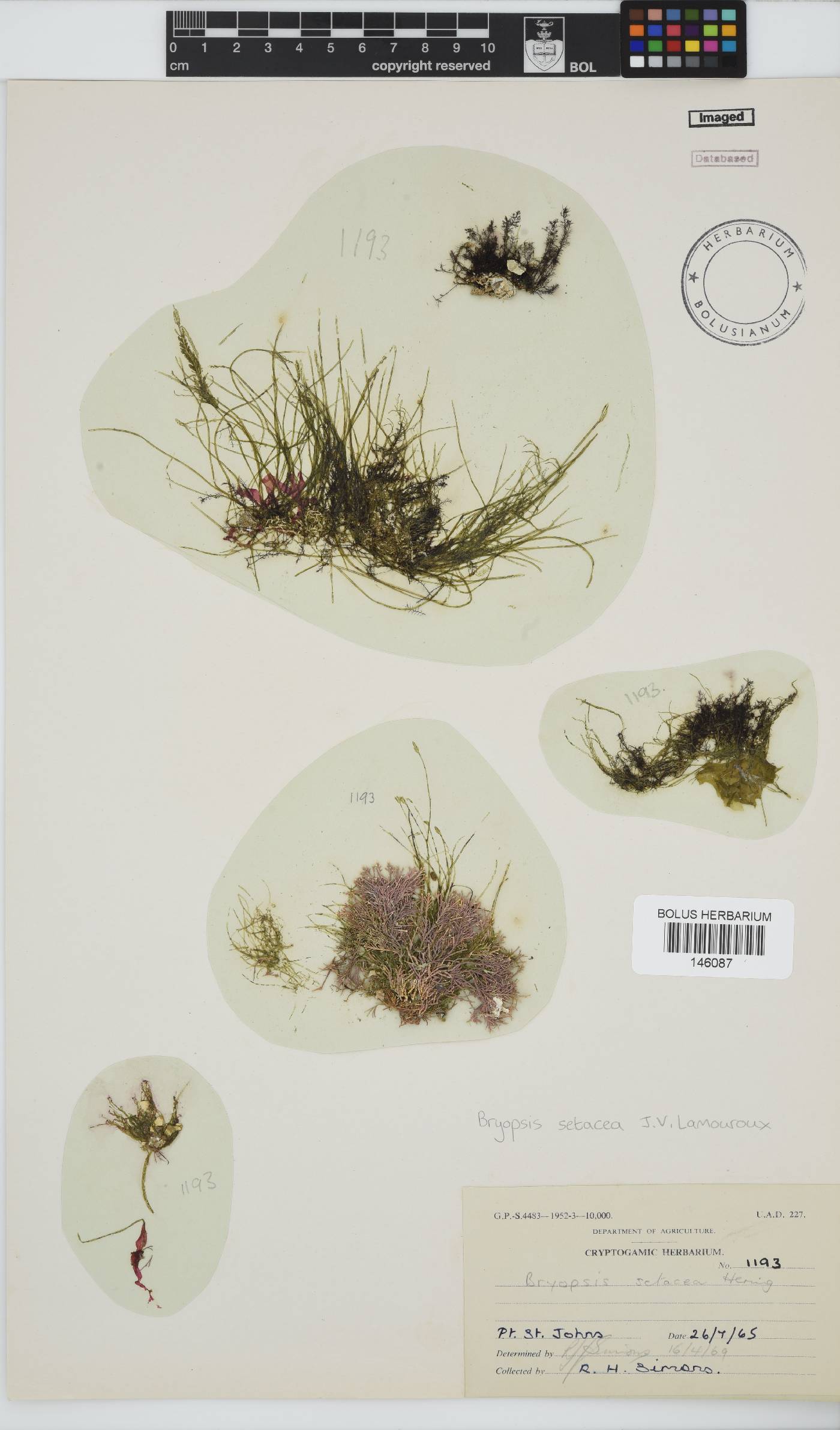 Bryopsis setacea image