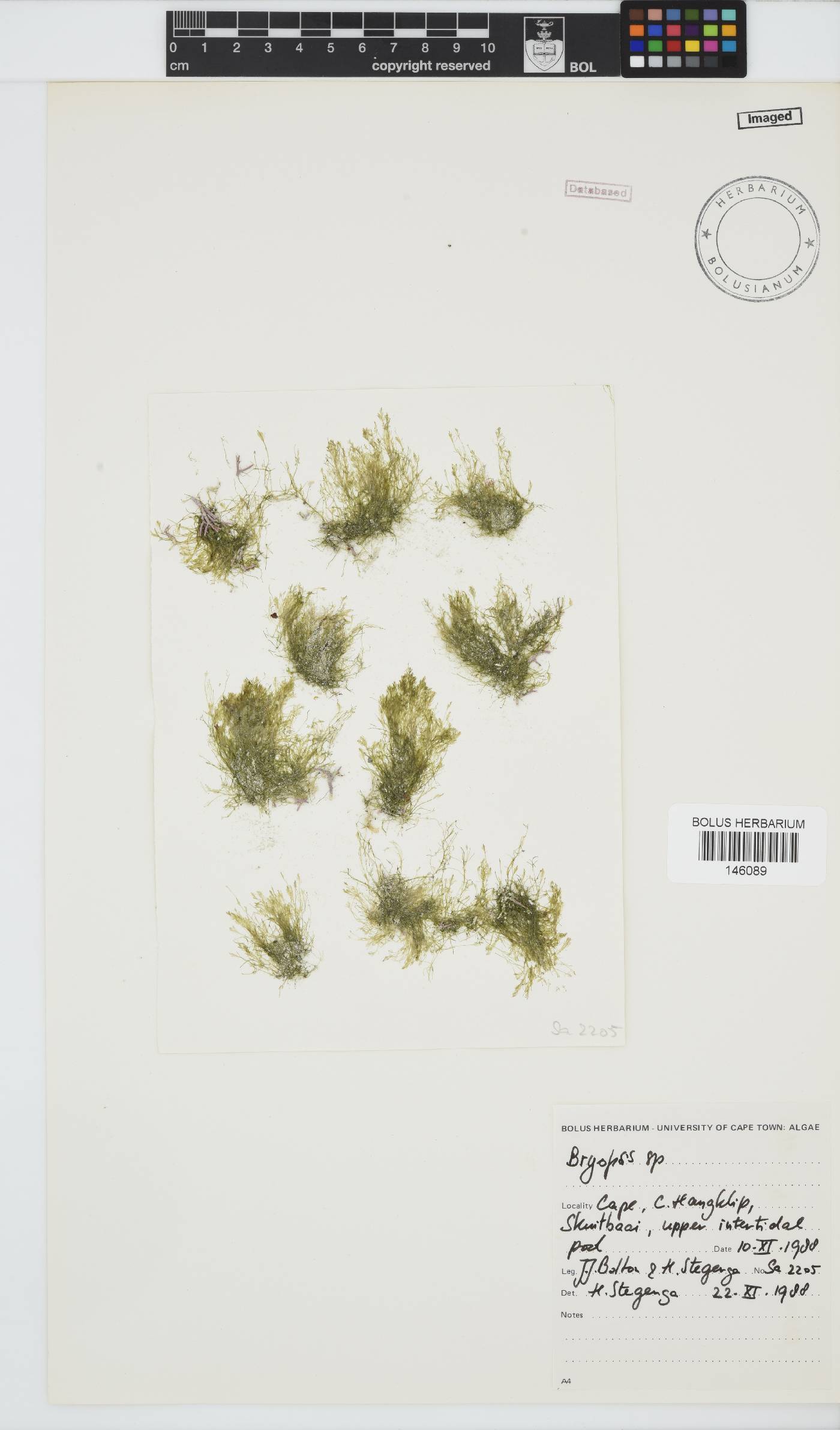 Bryopsis image