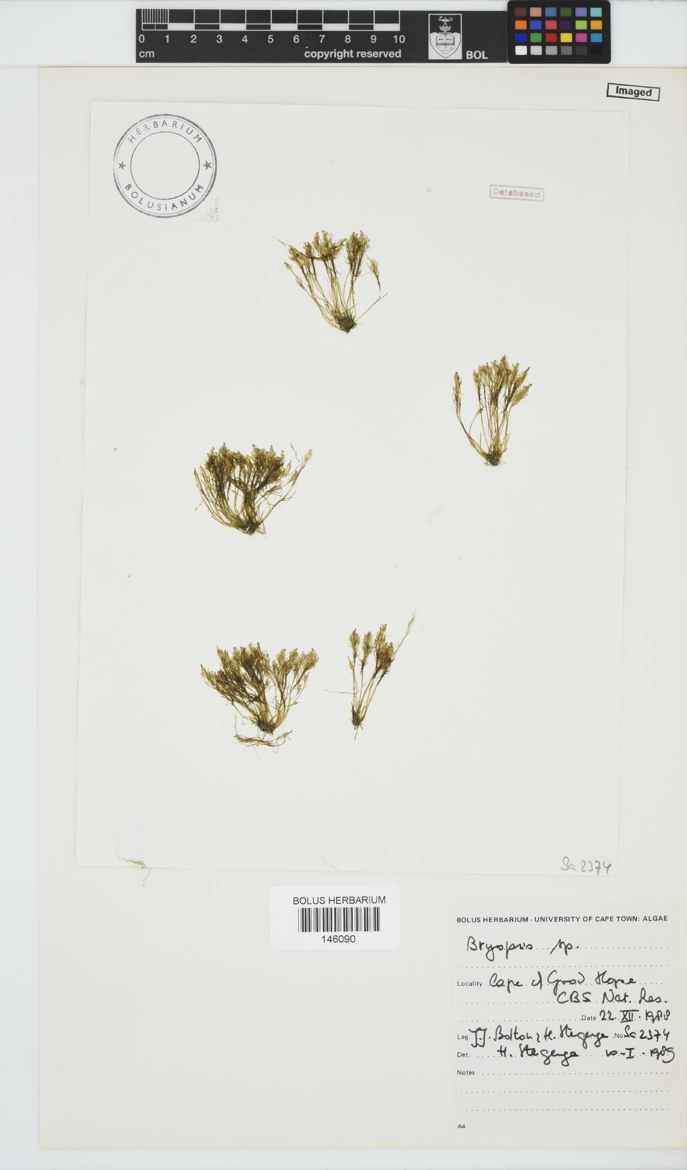 Bryopsis image