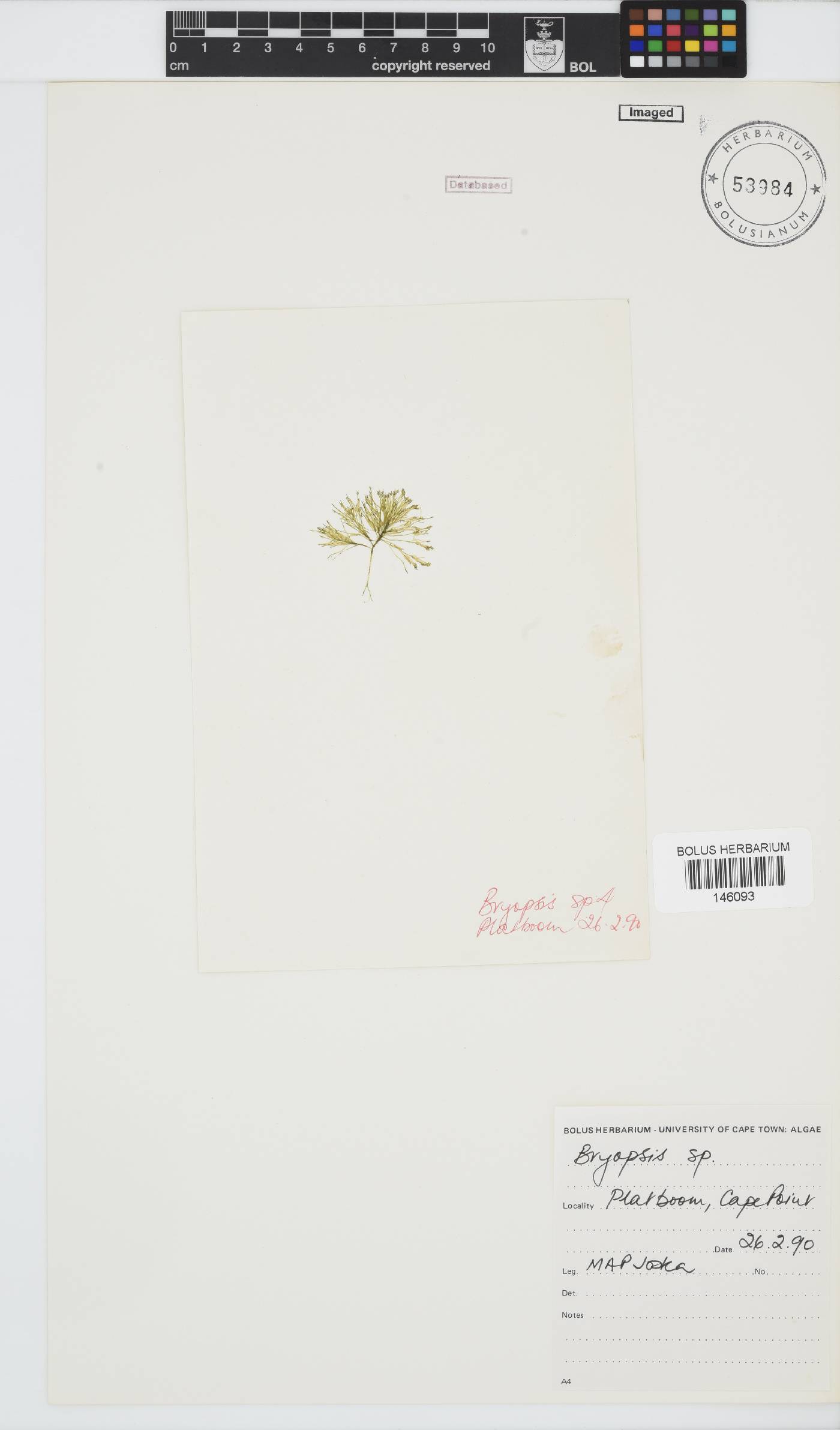Bryopsis image