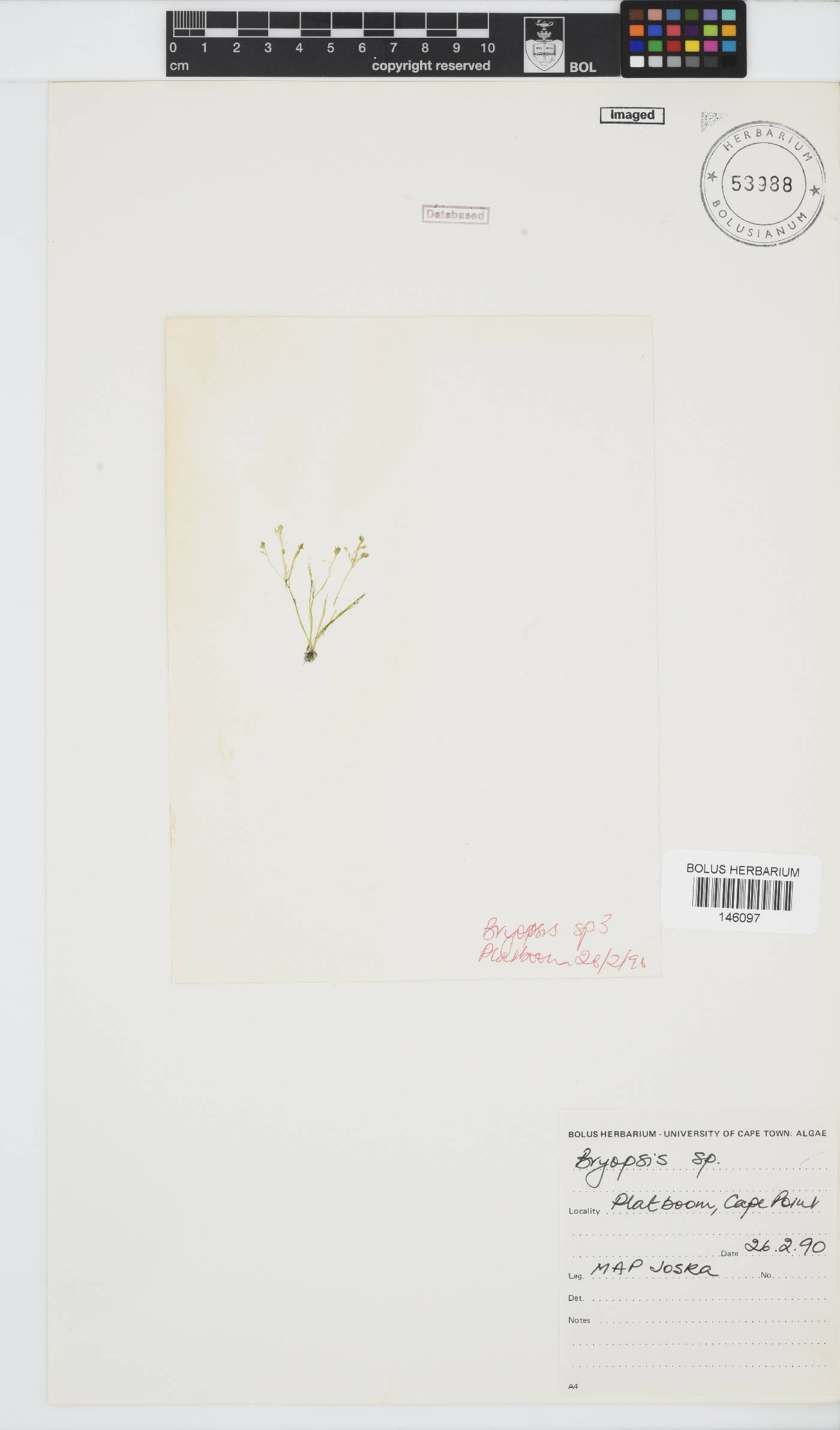 Bryopsis image