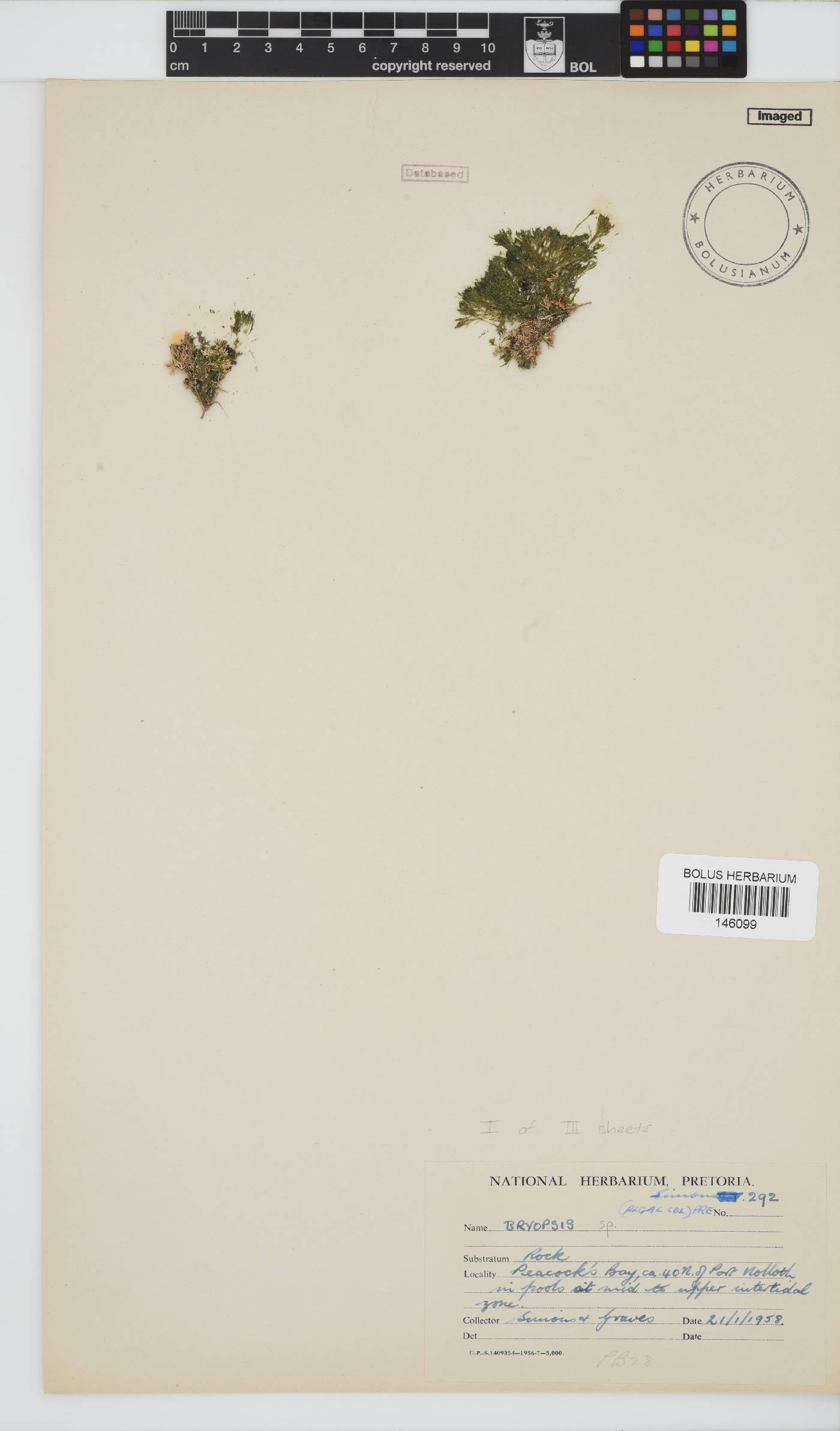 Bryopsis image