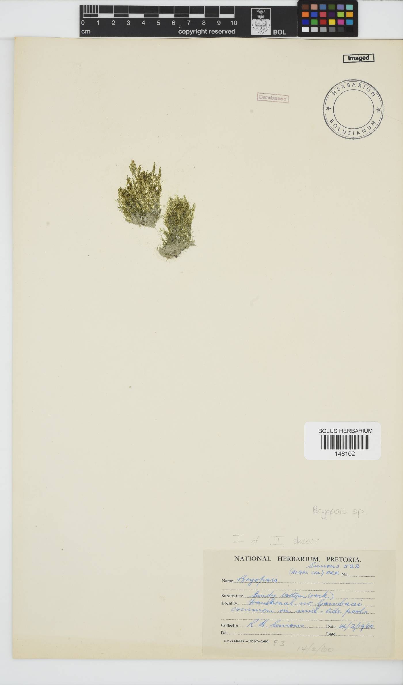 Bryopsis image