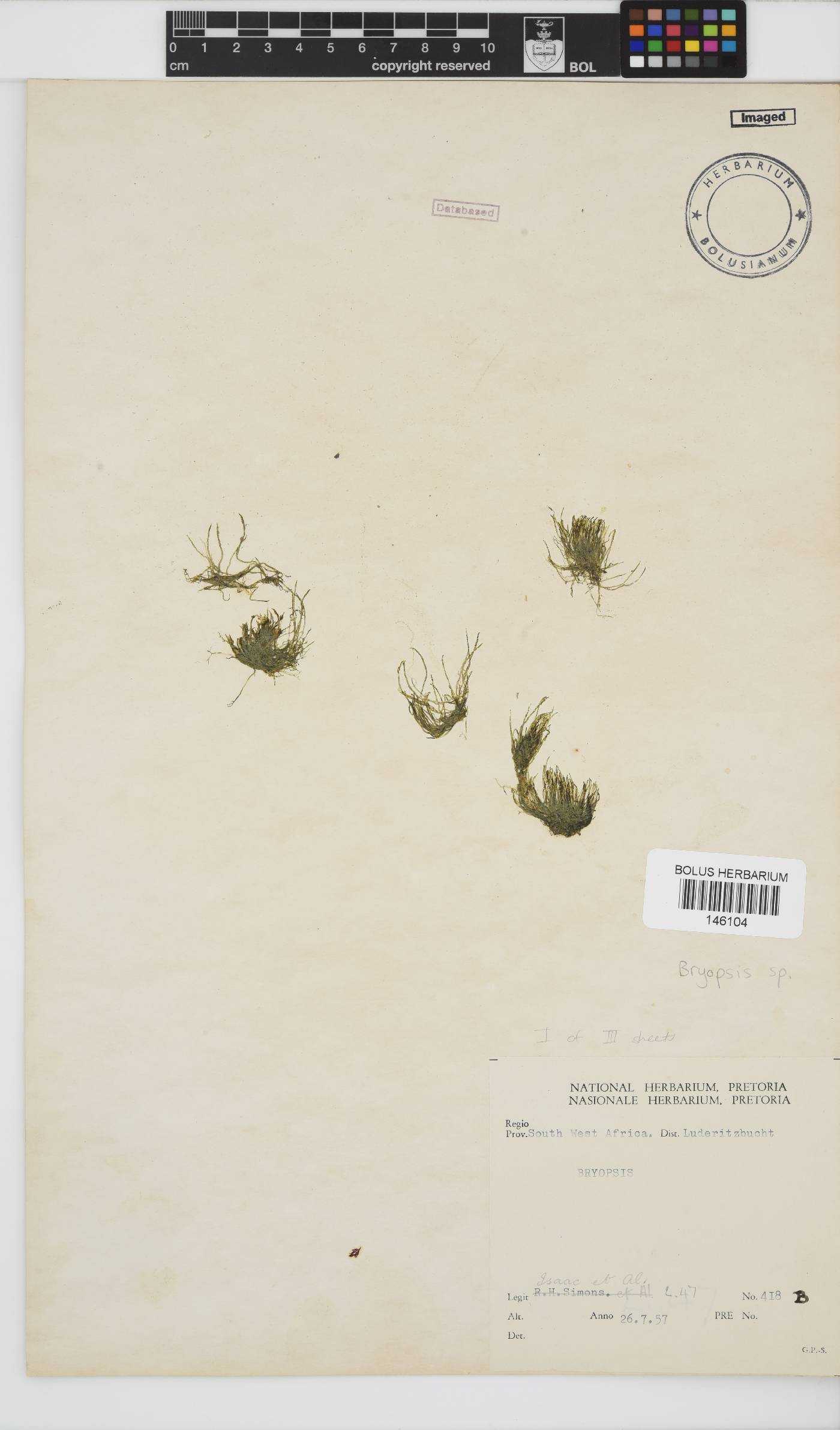 Bryopsis image