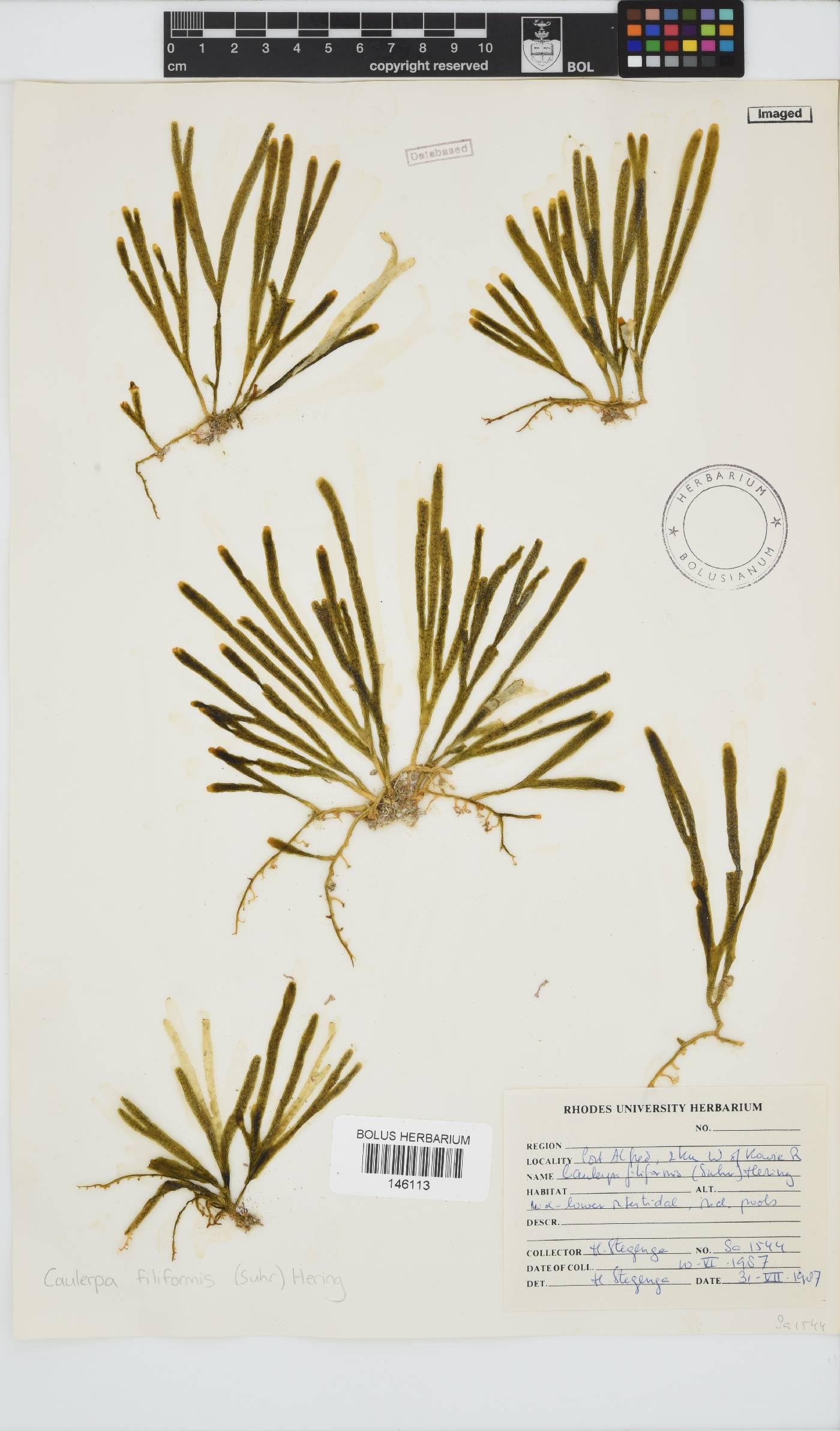 Caulerpa image