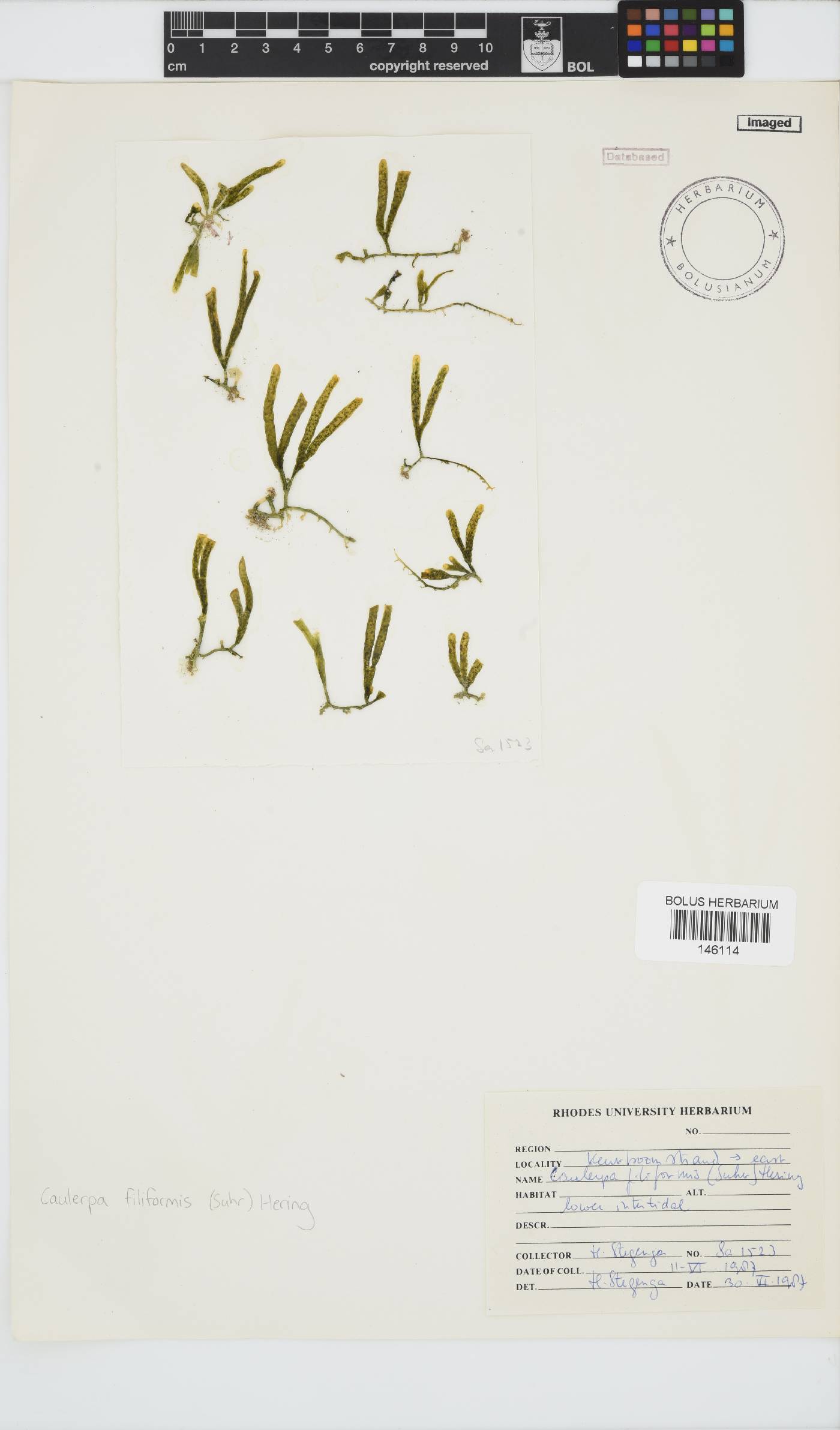 Caulerpaceae image