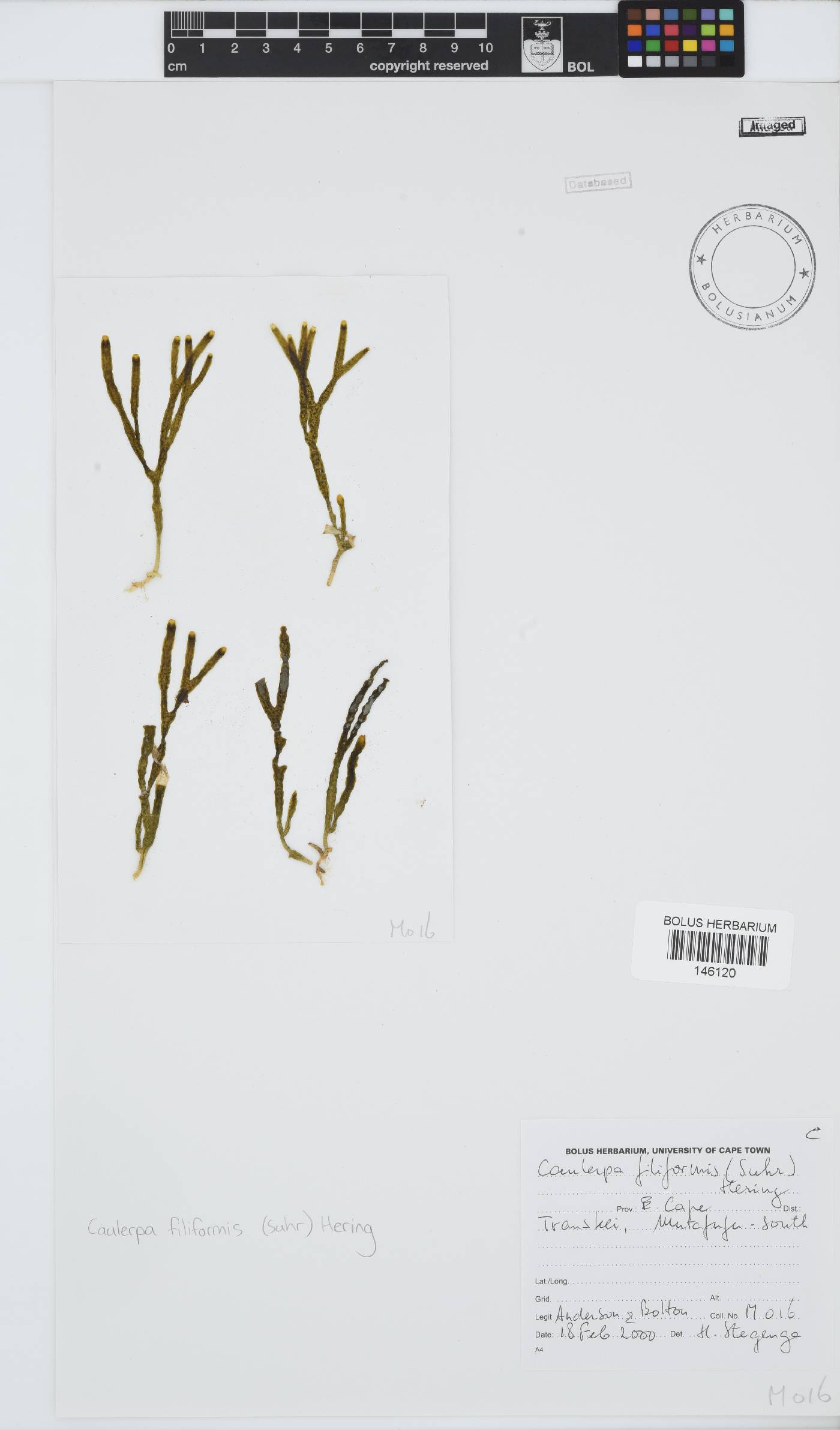 Caulerpaceae image