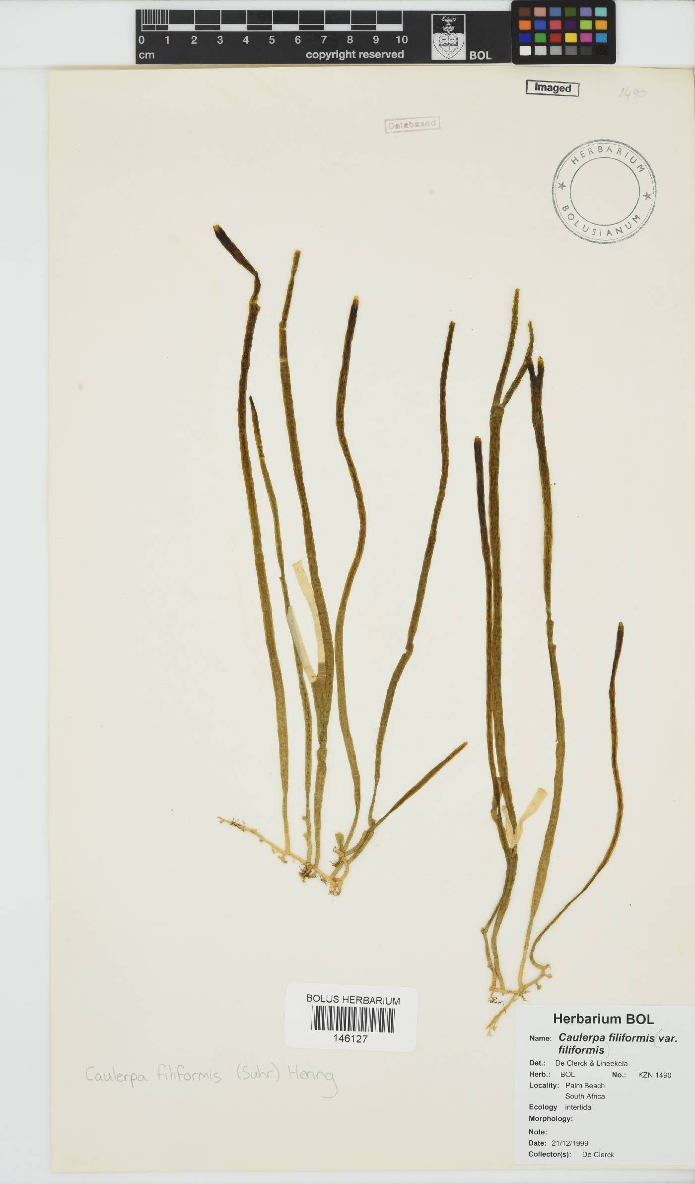 Caulerpa filiformis var. filiformis image
