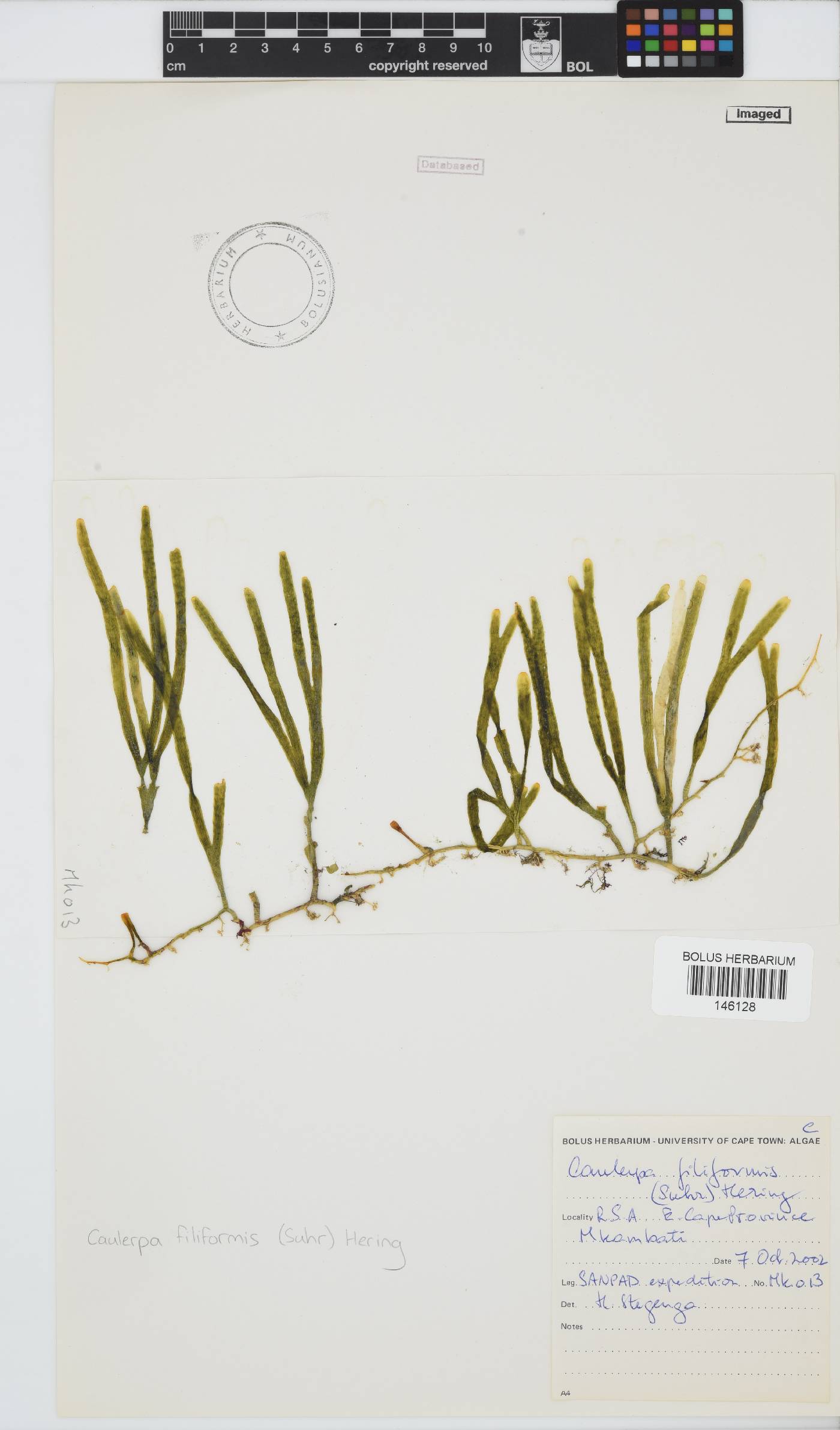 Caulerpa filiformis image