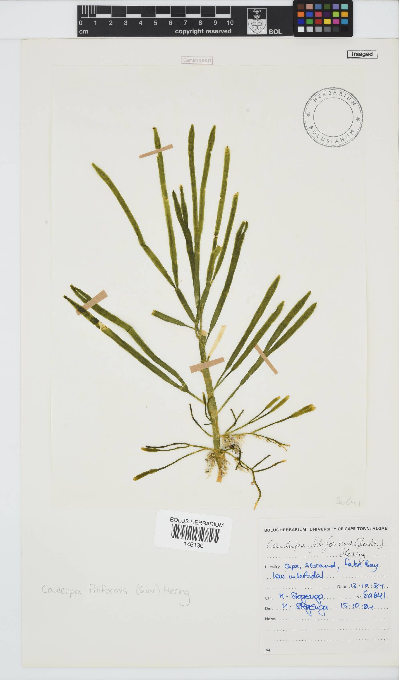 Caulerpa filiformis image