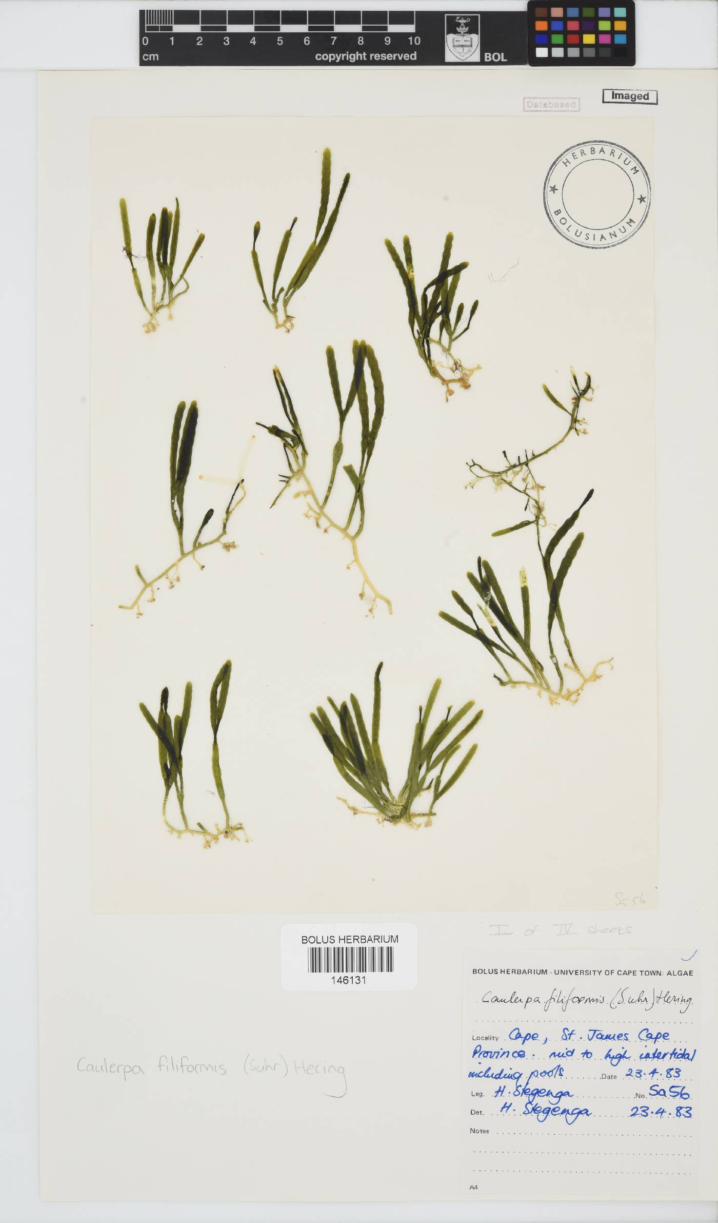 Caulerpa filiformis image
