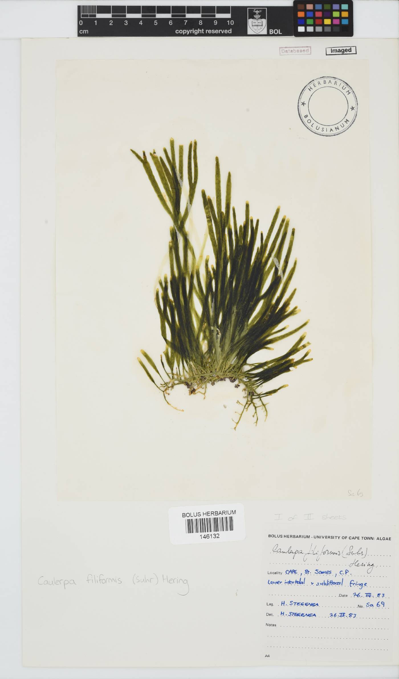 Caulerpa image