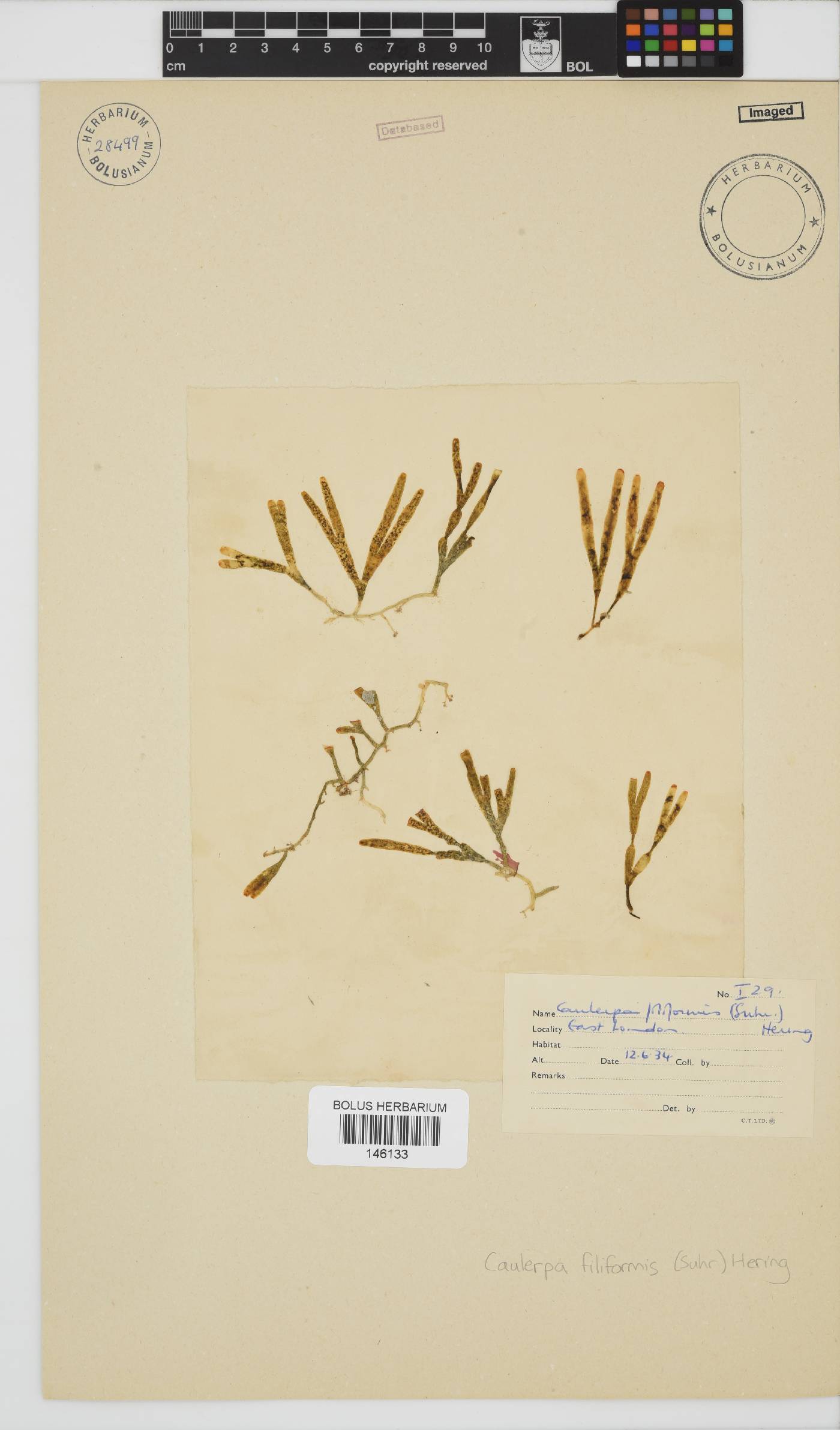 Caulerpa filiformis image