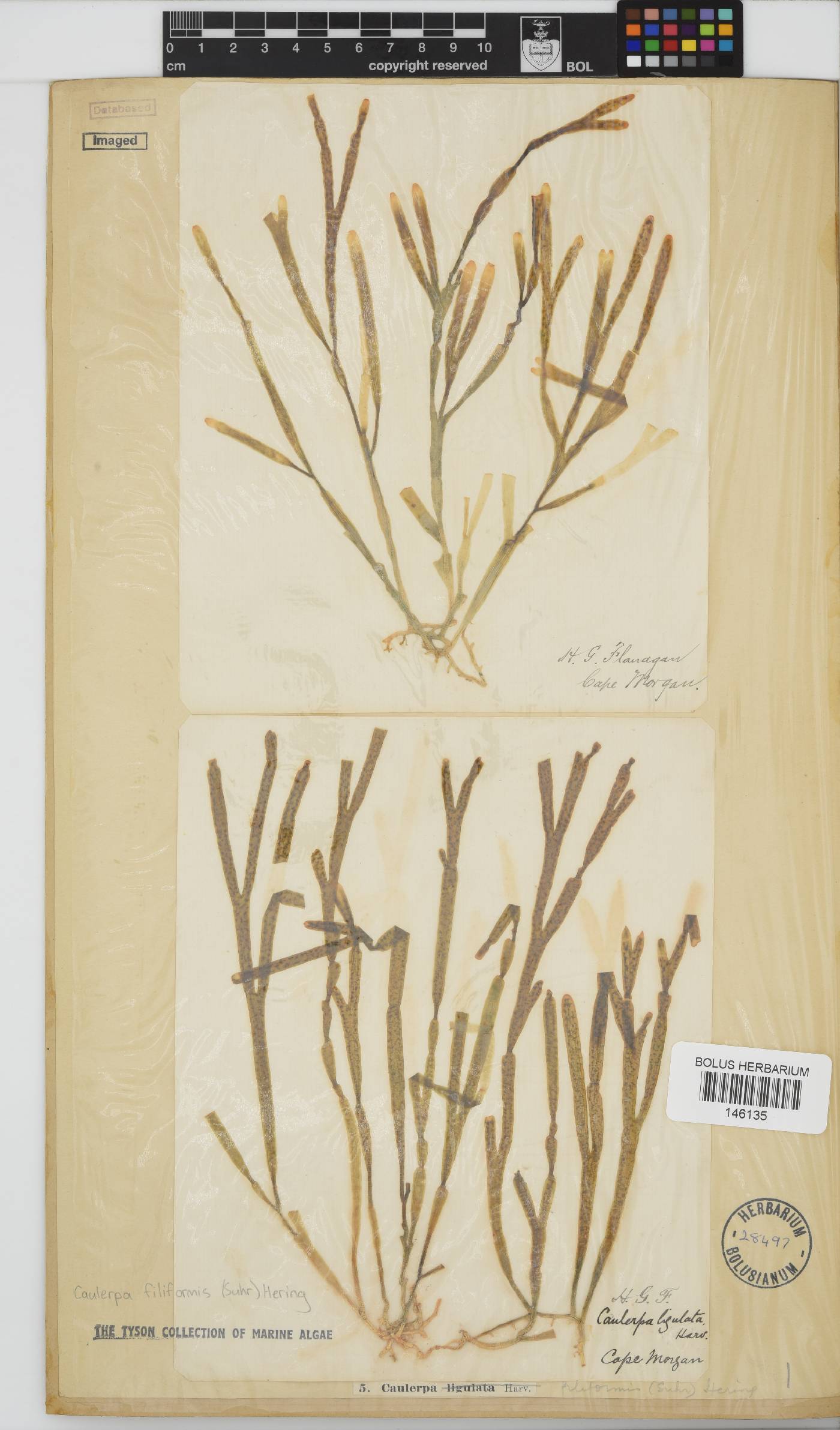 Caulerpa filiformis image