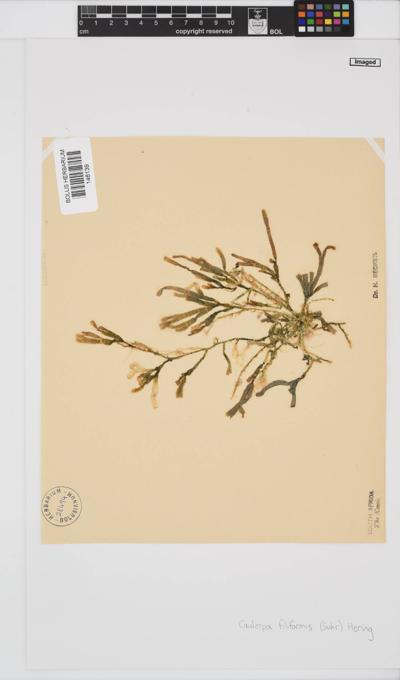 Caulerpa filiformis image