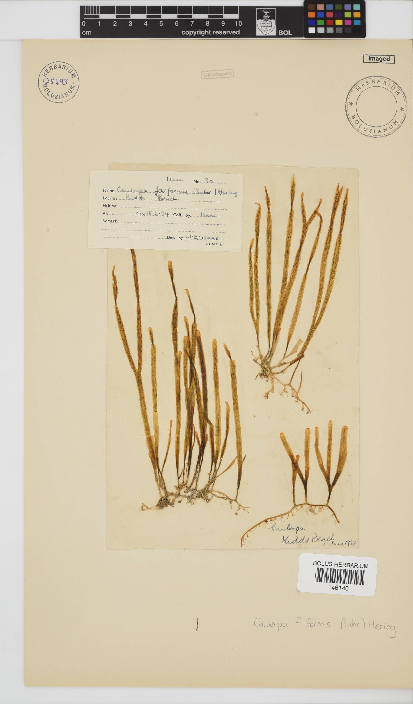 Caulerpa filiformis image
