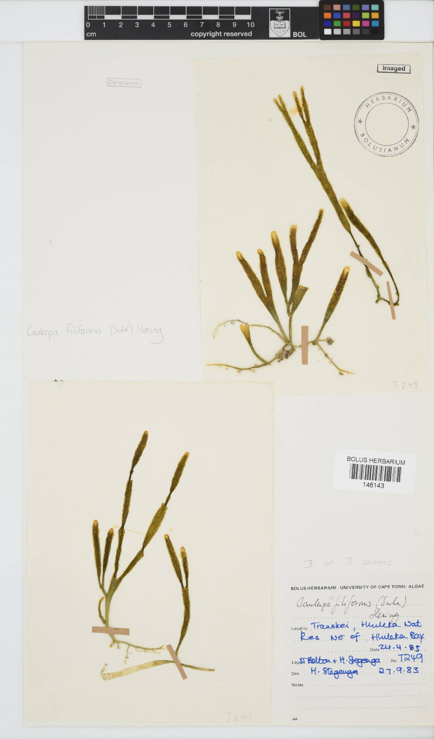 Caulerpa filiformis image
