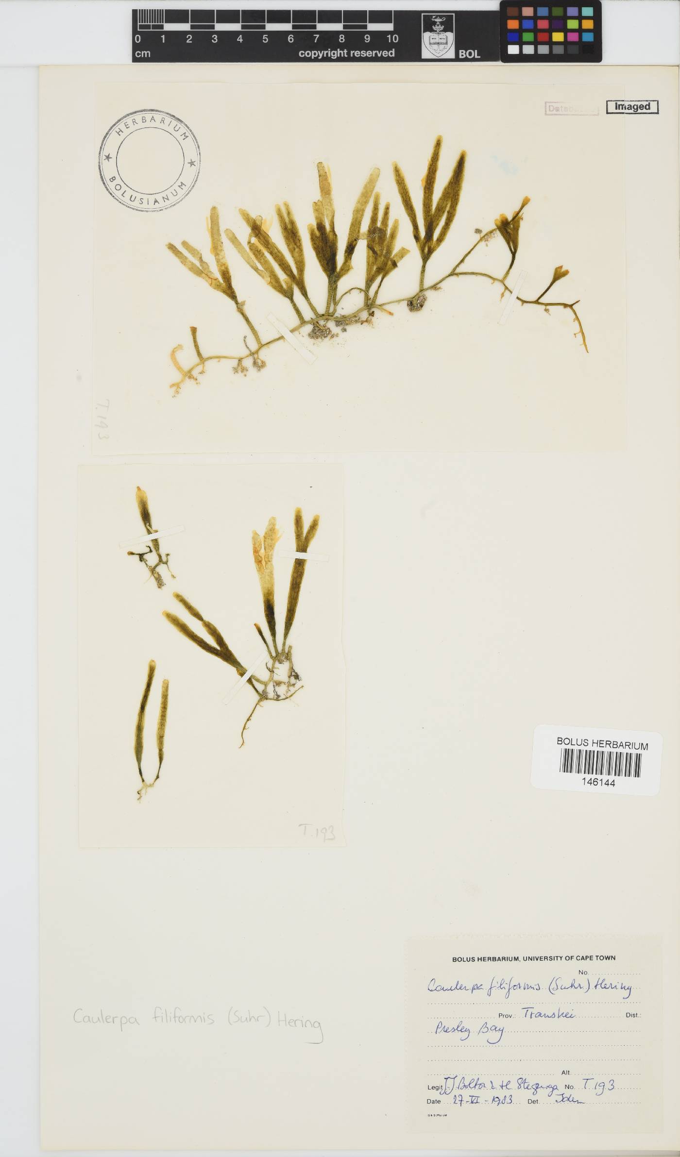 Caulerpa filiformis image