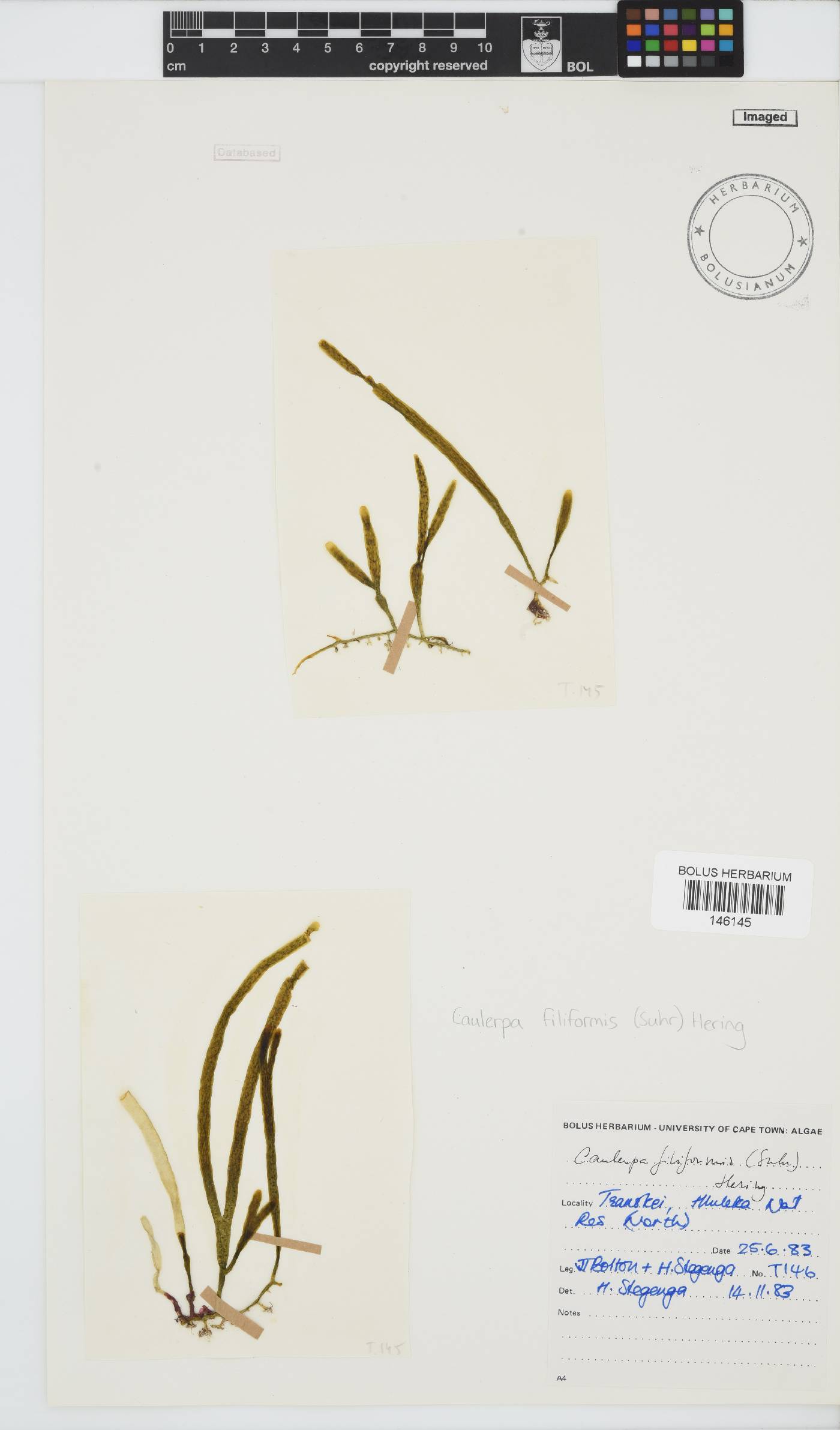 Caulerpa filiformis image