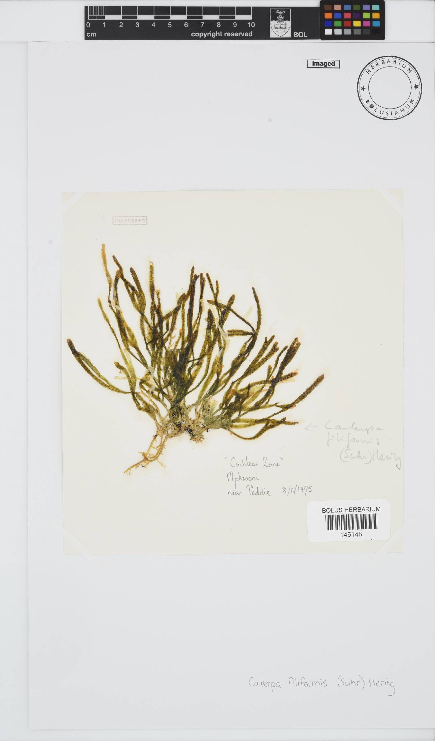 Caulerpa image