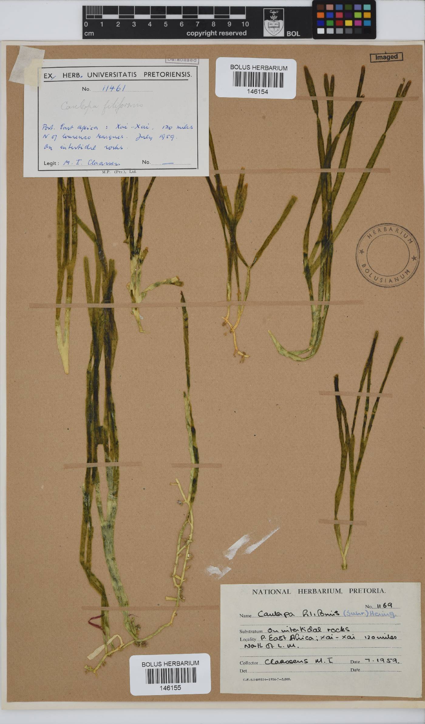 Caulerpa filiformis image