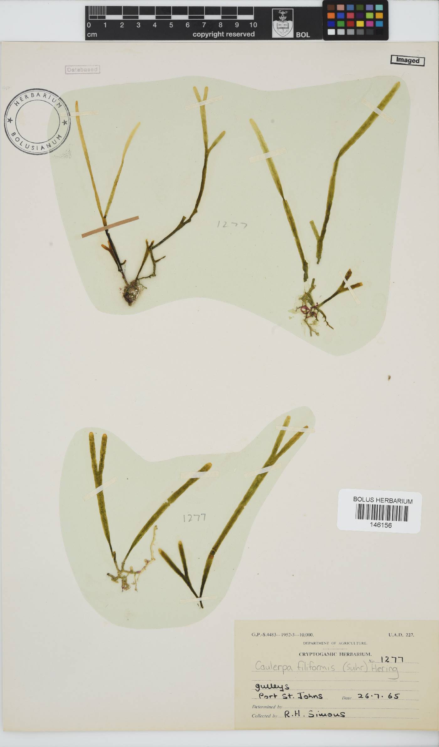 Caulerpaceae image