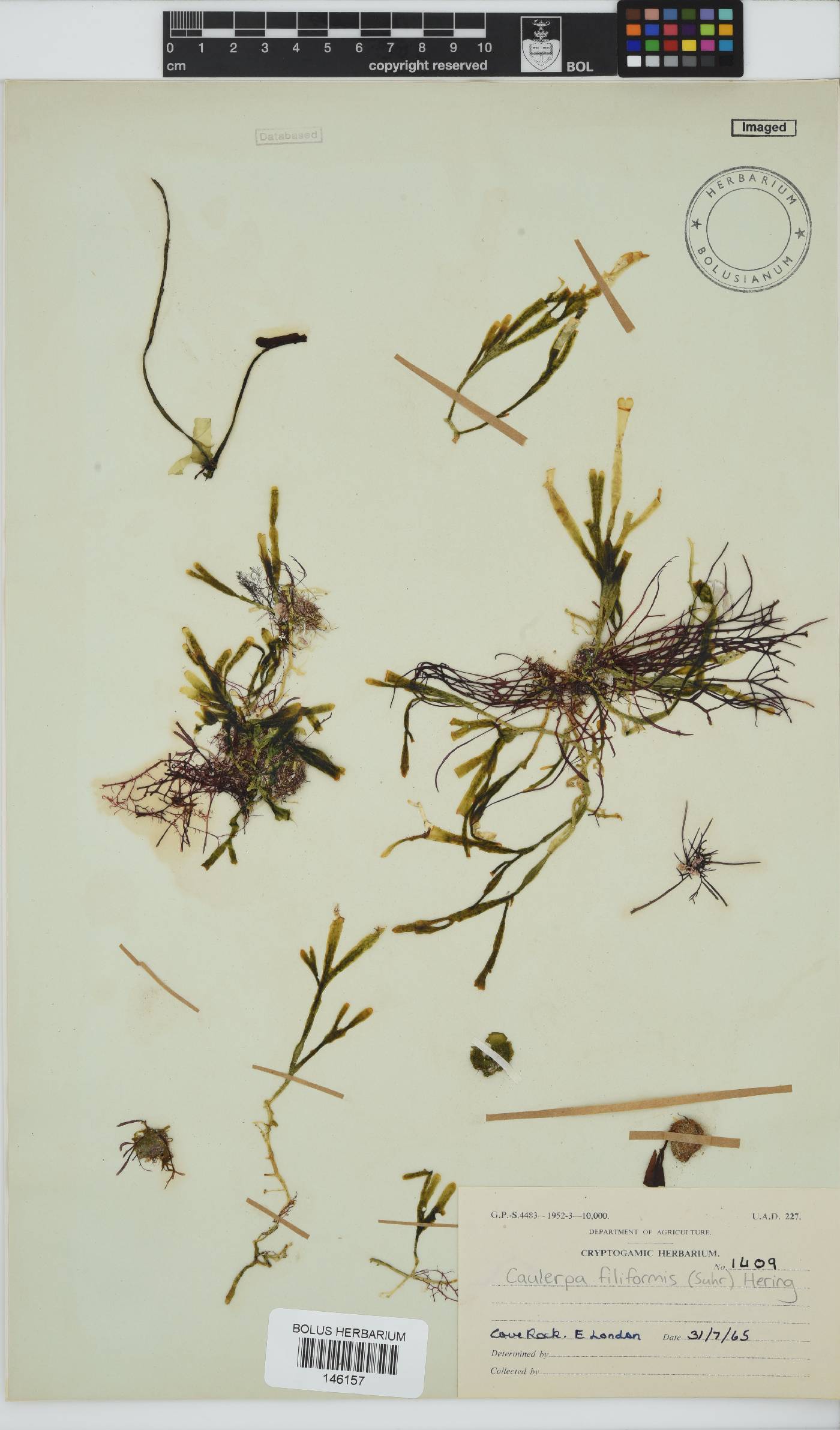 Caulerpa filiformis image