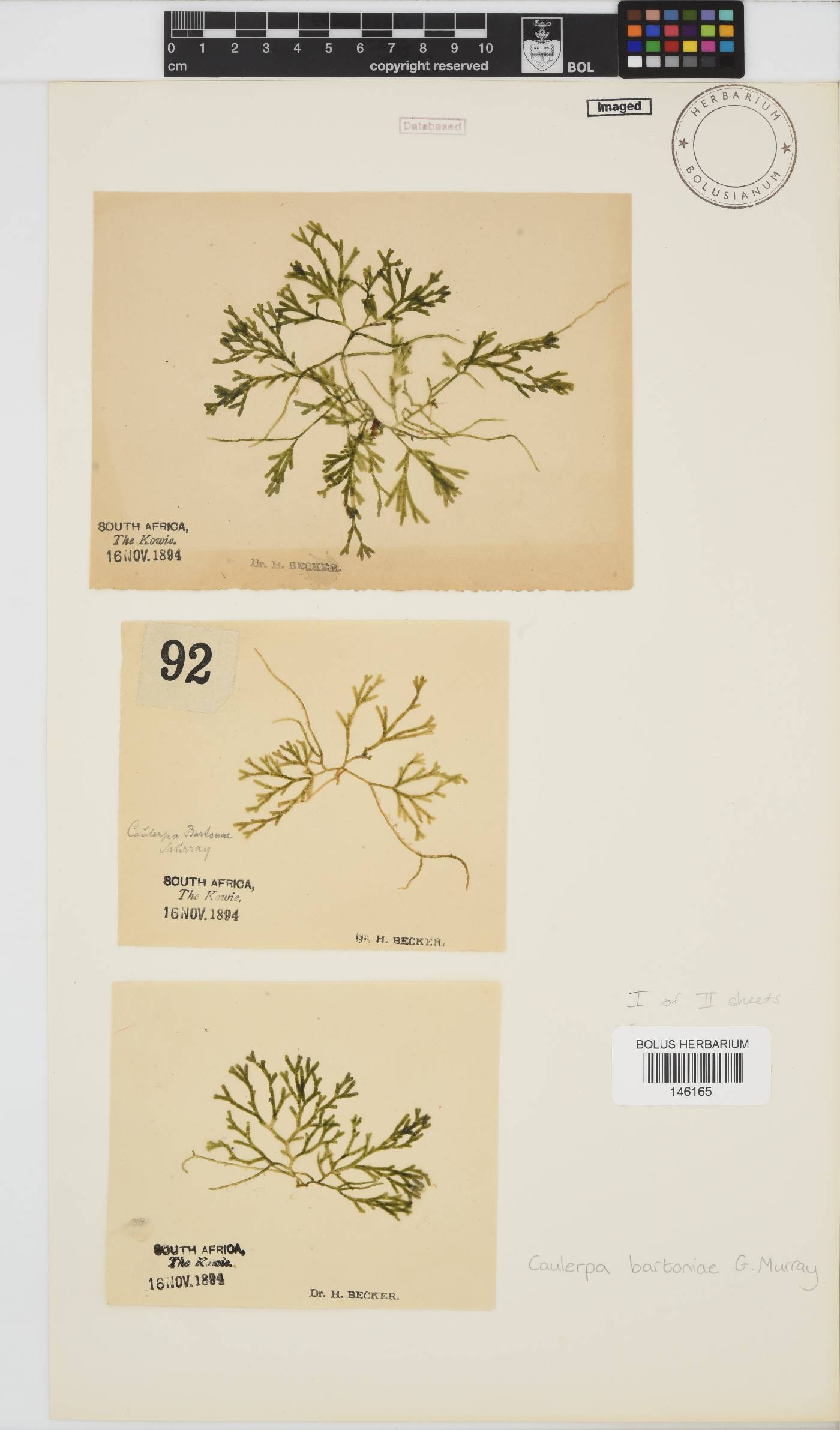 Caulerpa bartoniae image