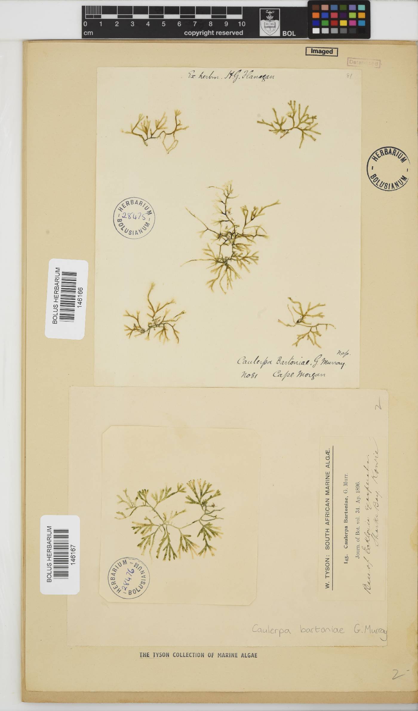 Caulerpa bartoniae image