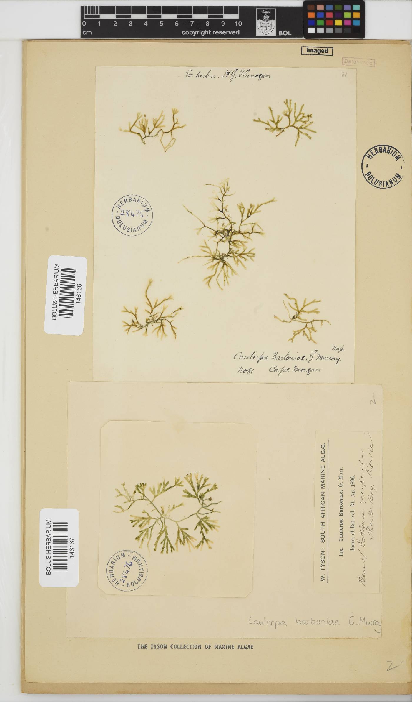Caulerpa bartoniae image