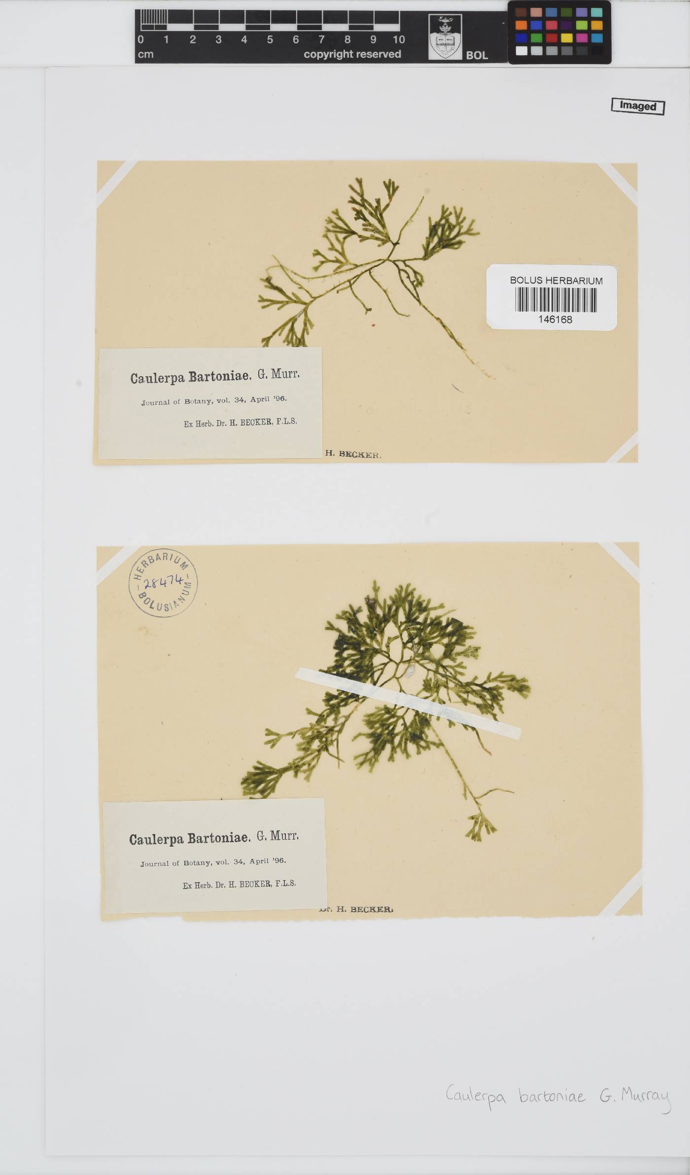 Caulerpa bartoniae image