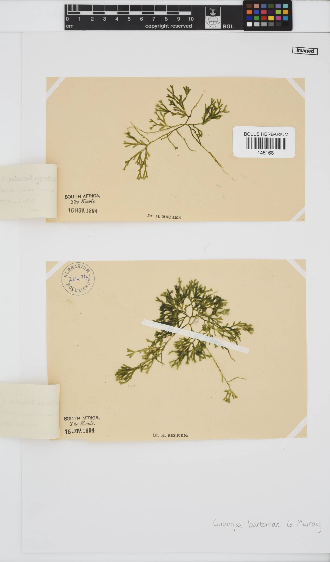 Caulerpa bartoniae image