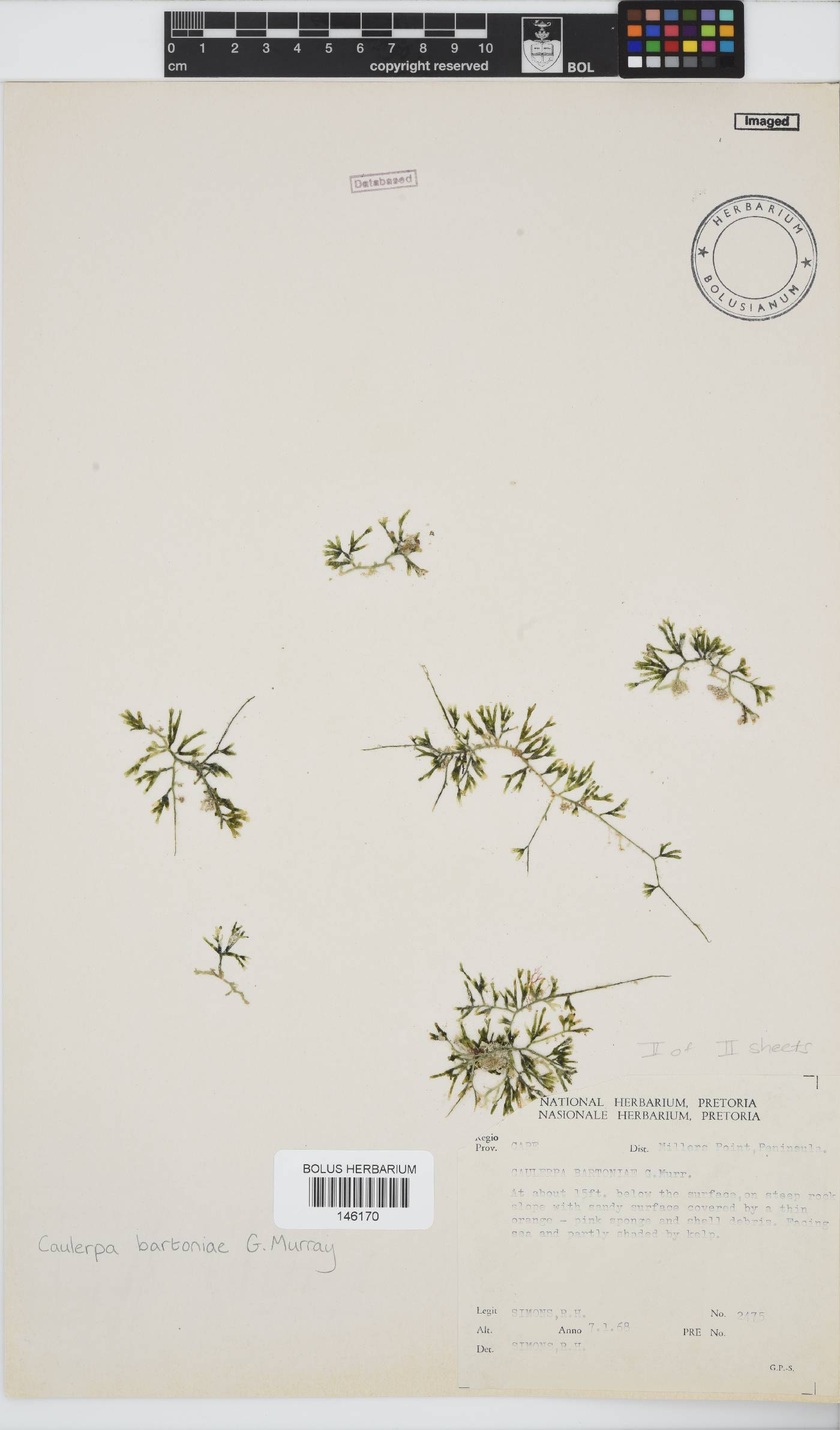 Caulerpa bartoniae image