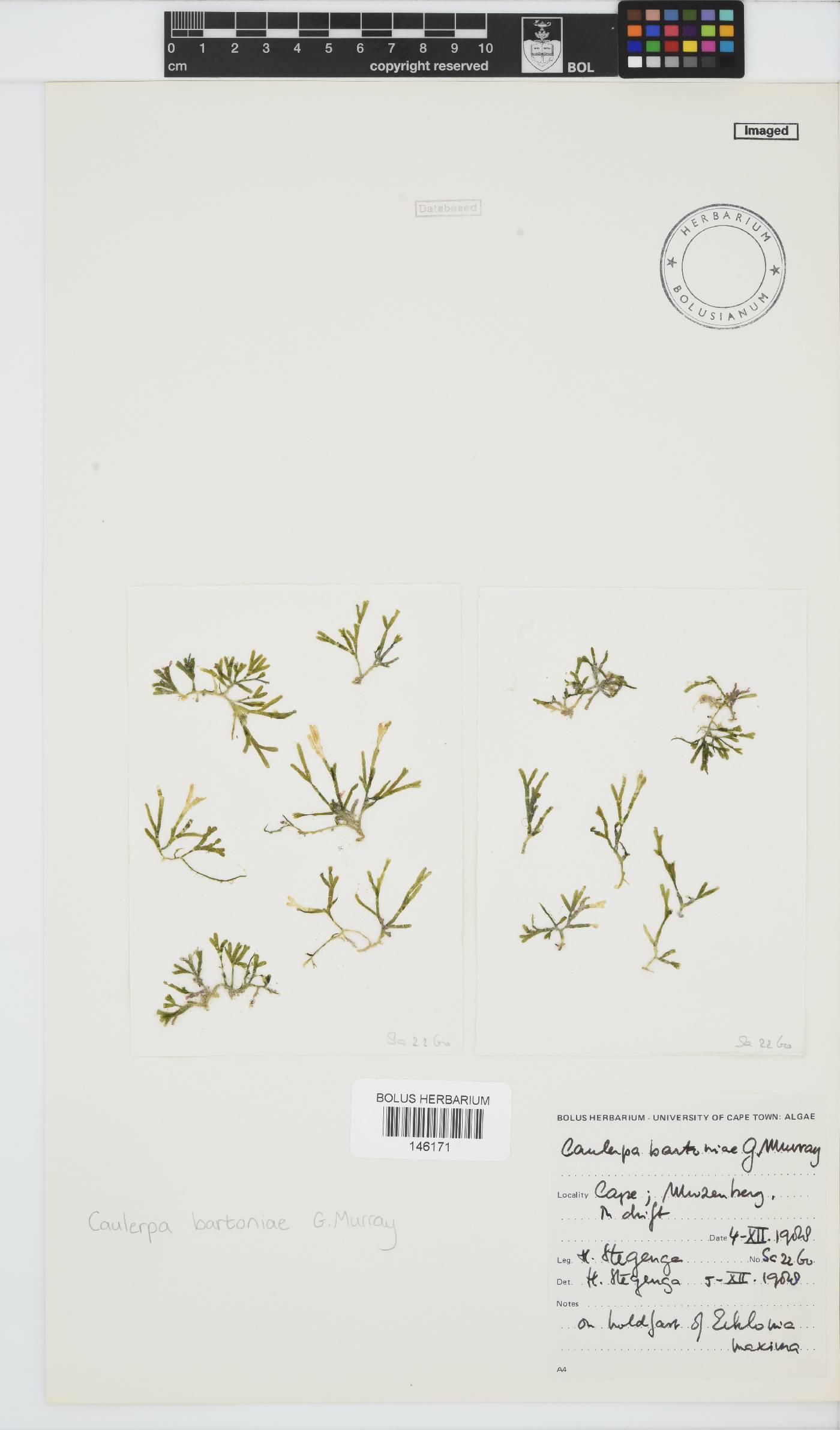 Caulerpa bartoniae image